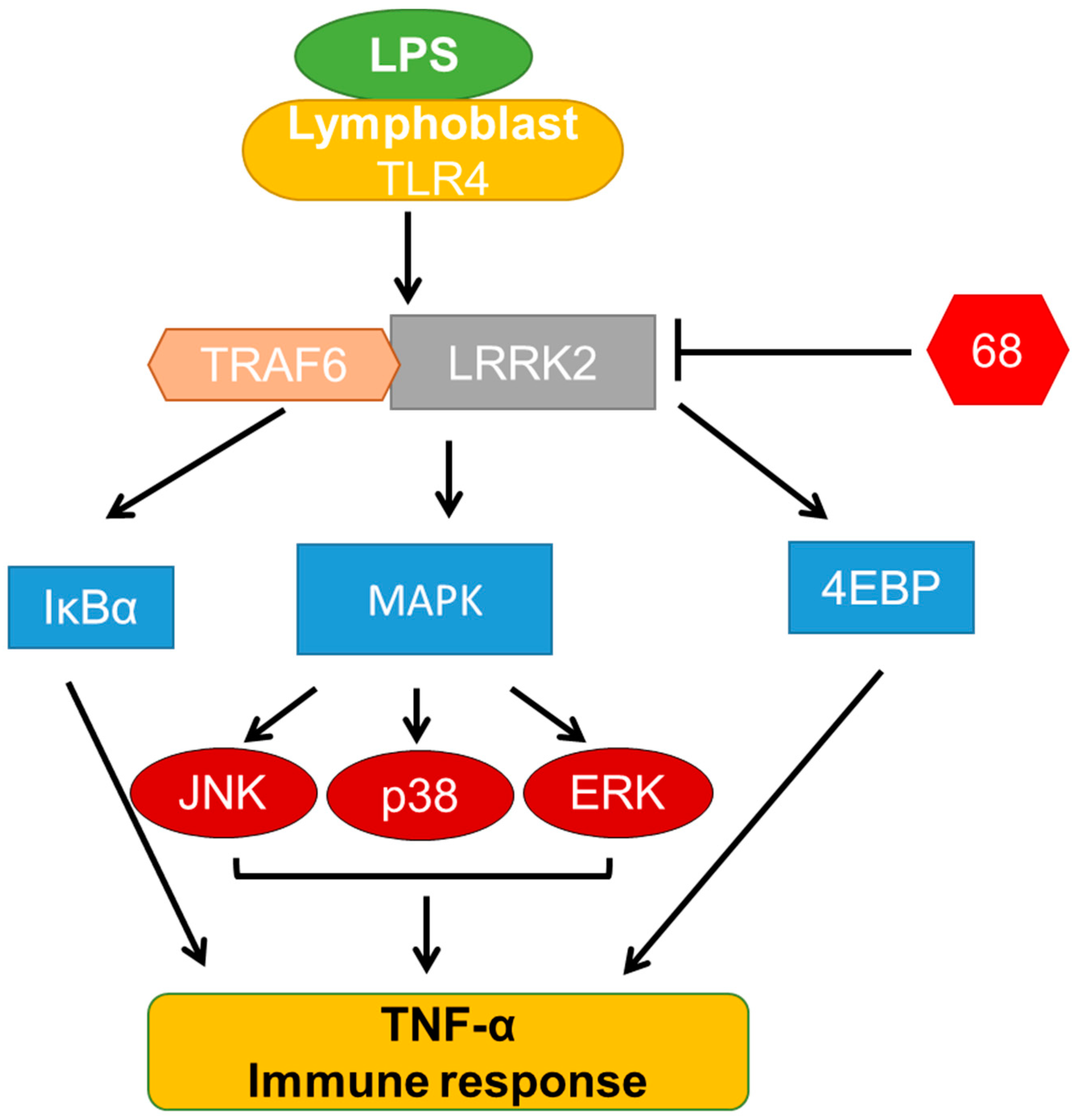 Cells | Free Full-Text | A LRRK2 GTP Binding Inhibitor, 68, Reduces LPS-Induced  Signaling Events and TNF-α Release in Human Lymphoblasts