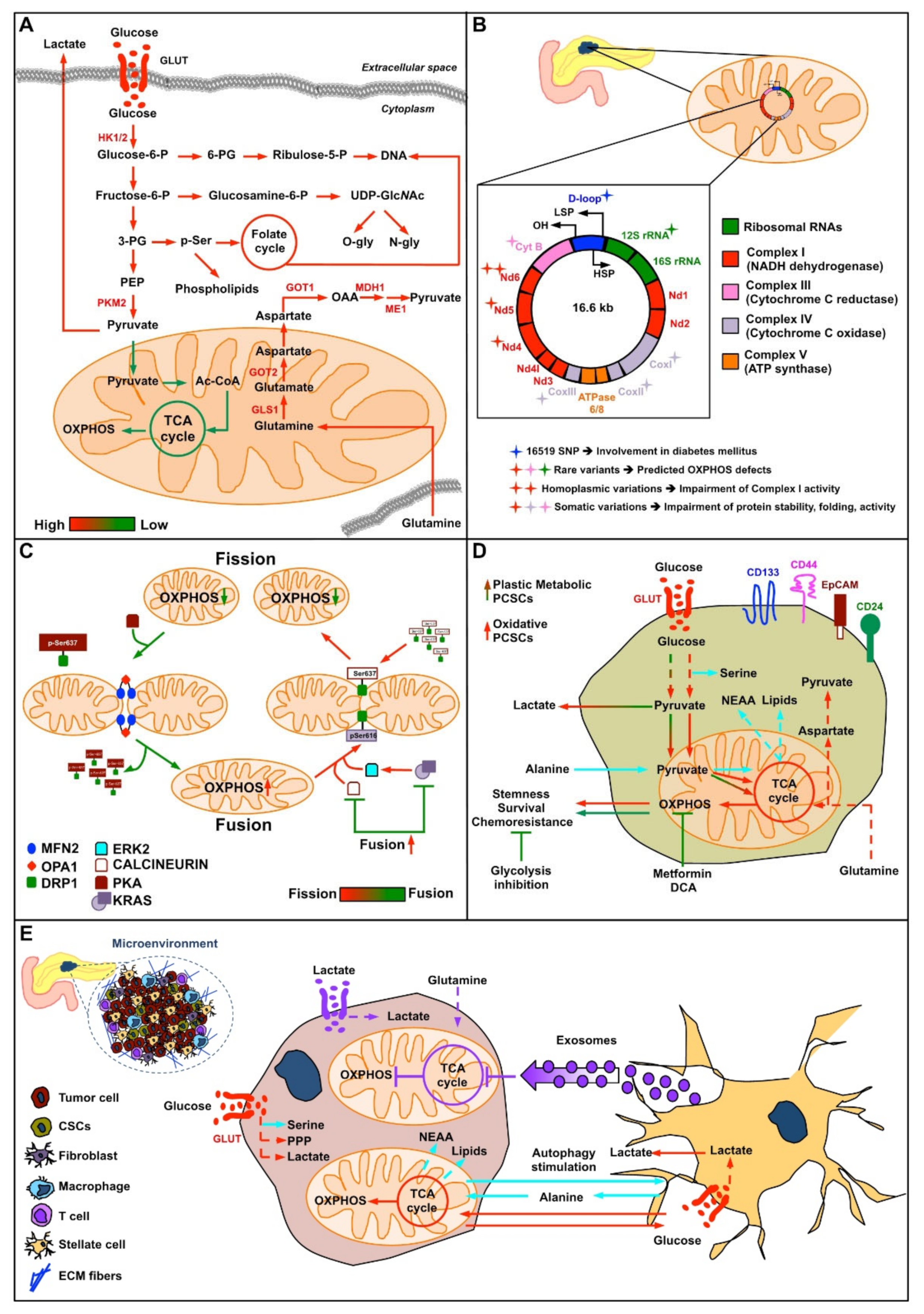 Cells | Free Full-Text | The Role of Mitochondria in the Chemoresistance of  Pancreatic Cancer Cells | HTML