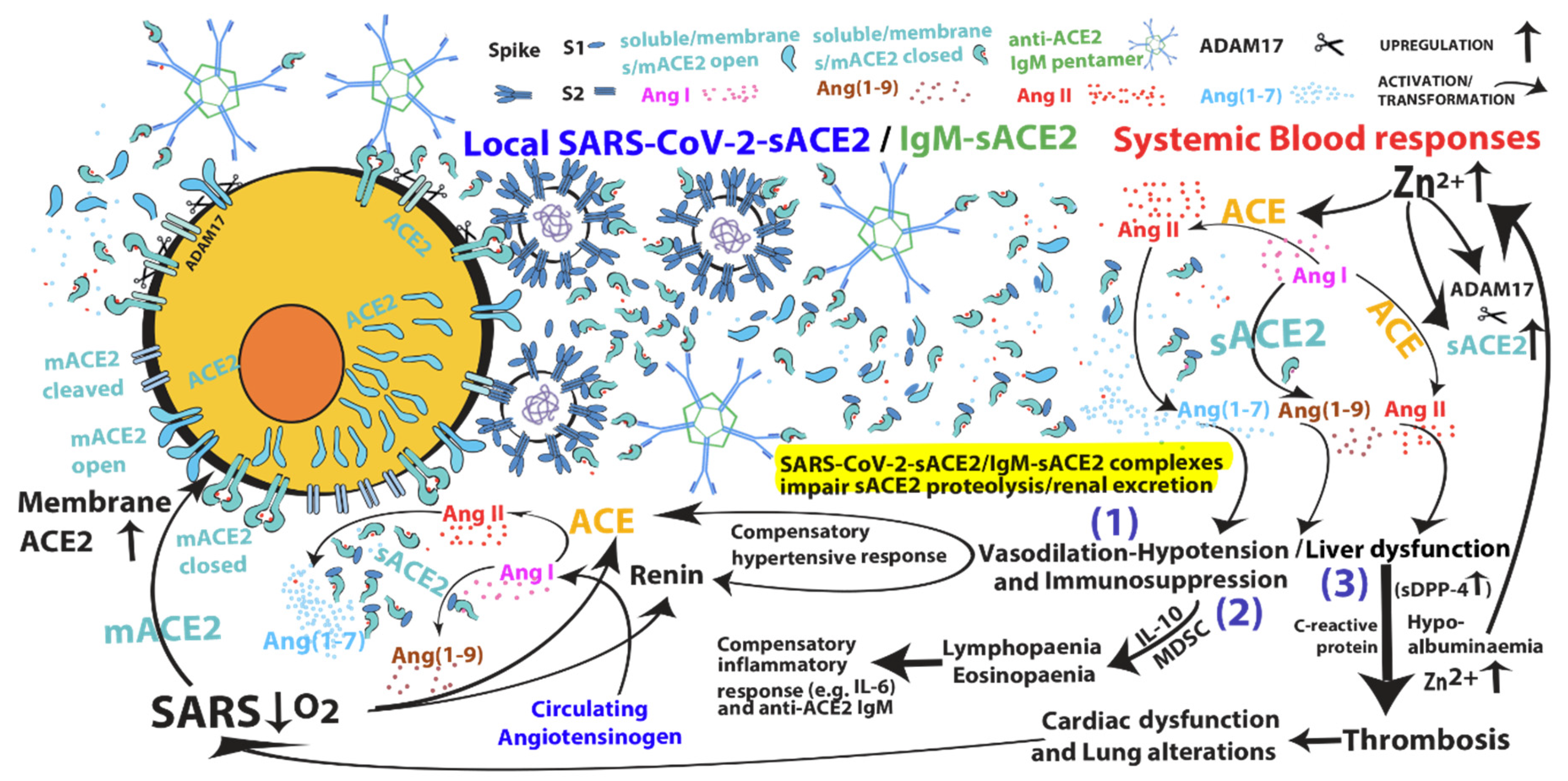 Механизм передачи при инфекции sars cov