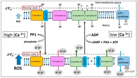 Frontiers  Roles for Mitochondrial Complex I Subunits in Regulating  Synaptic Transmission and Growth