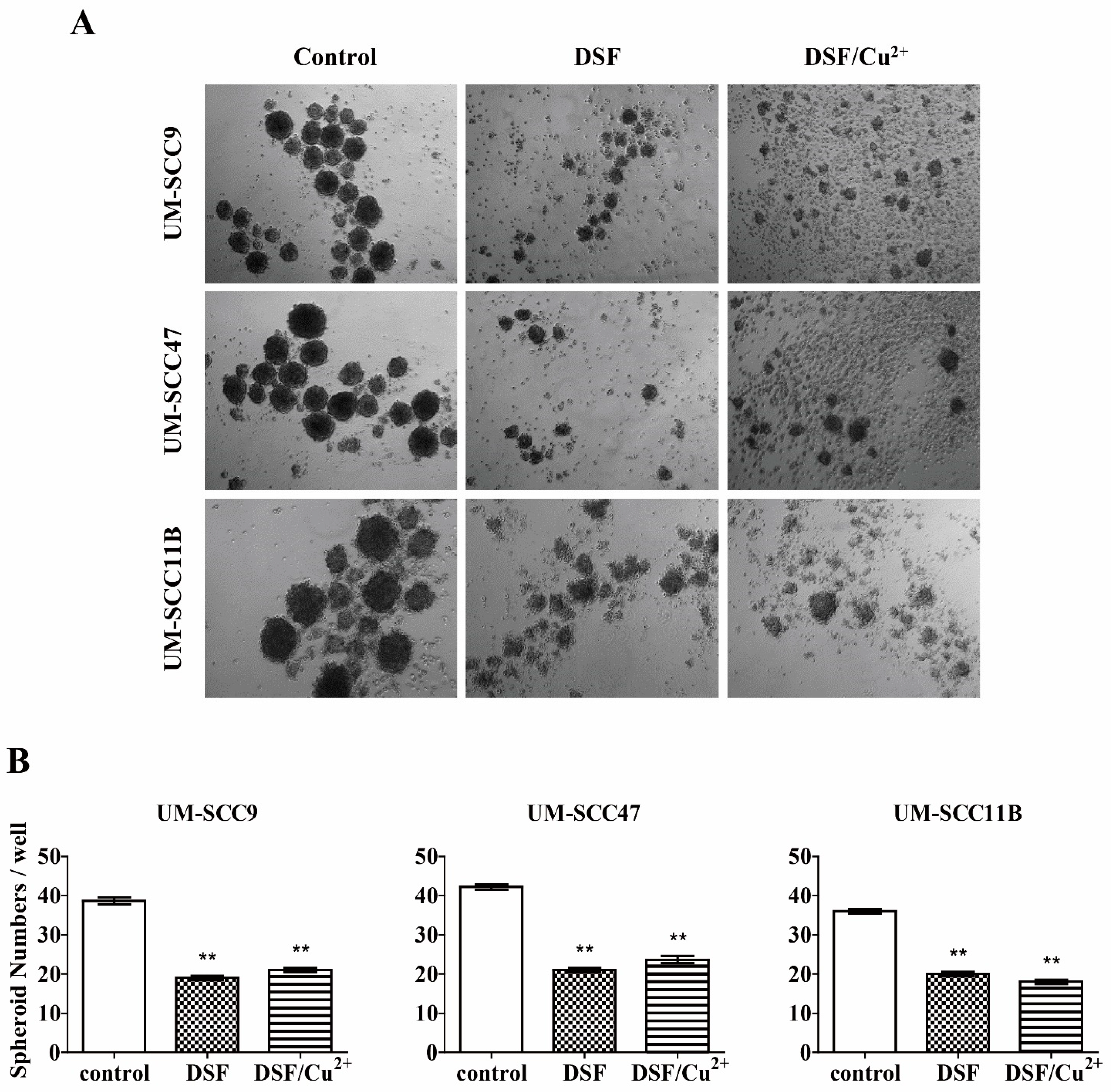 Cells 10 00517 g005 Cells 10 00517 g005