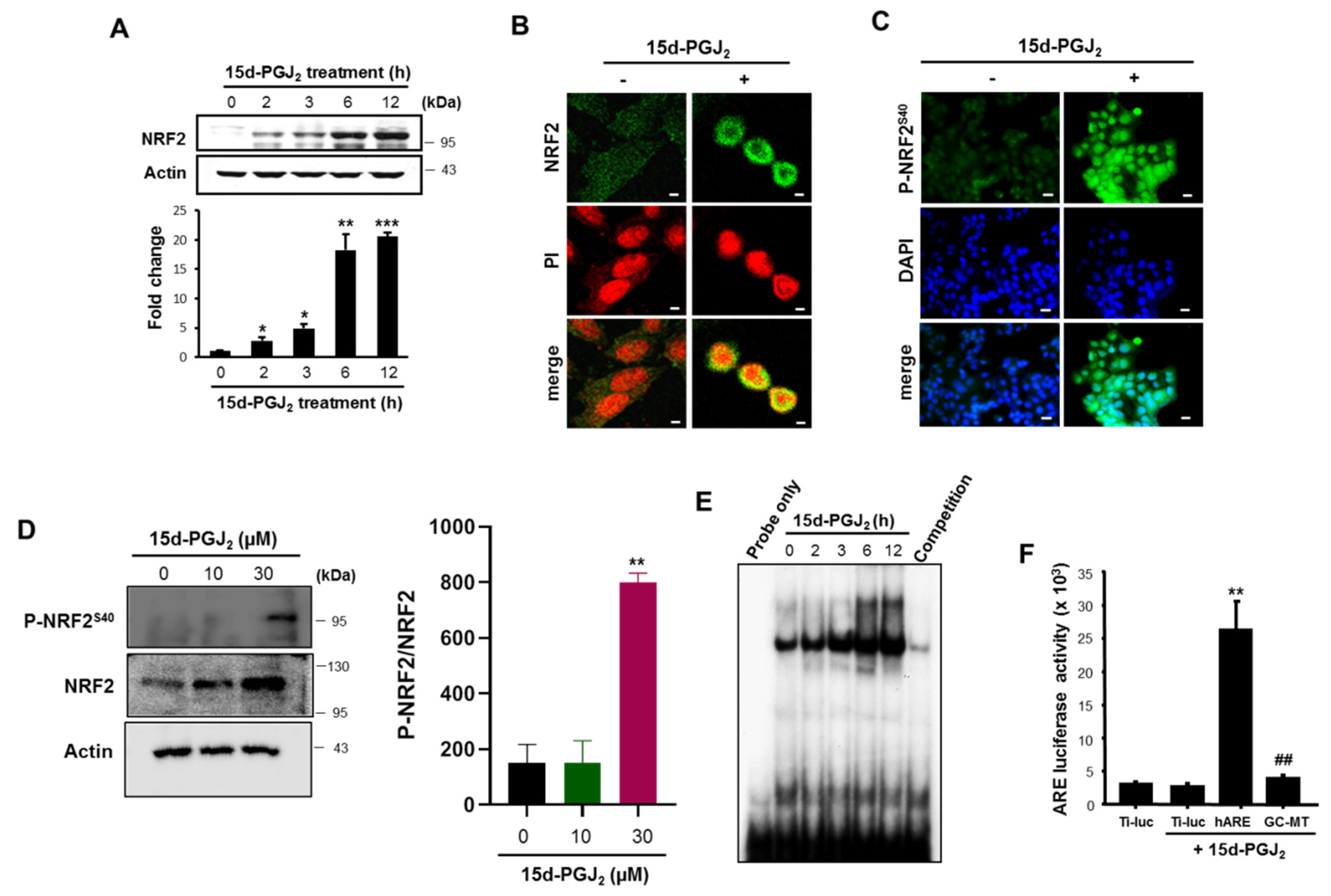 Cells Free Full Text 15 Deoxy D12 14 Prostaglandin J2 Upregulates Vegf Expression Via Nrf2 And Heme Oxygenase 1 In Human Breast Cancer Cells Html