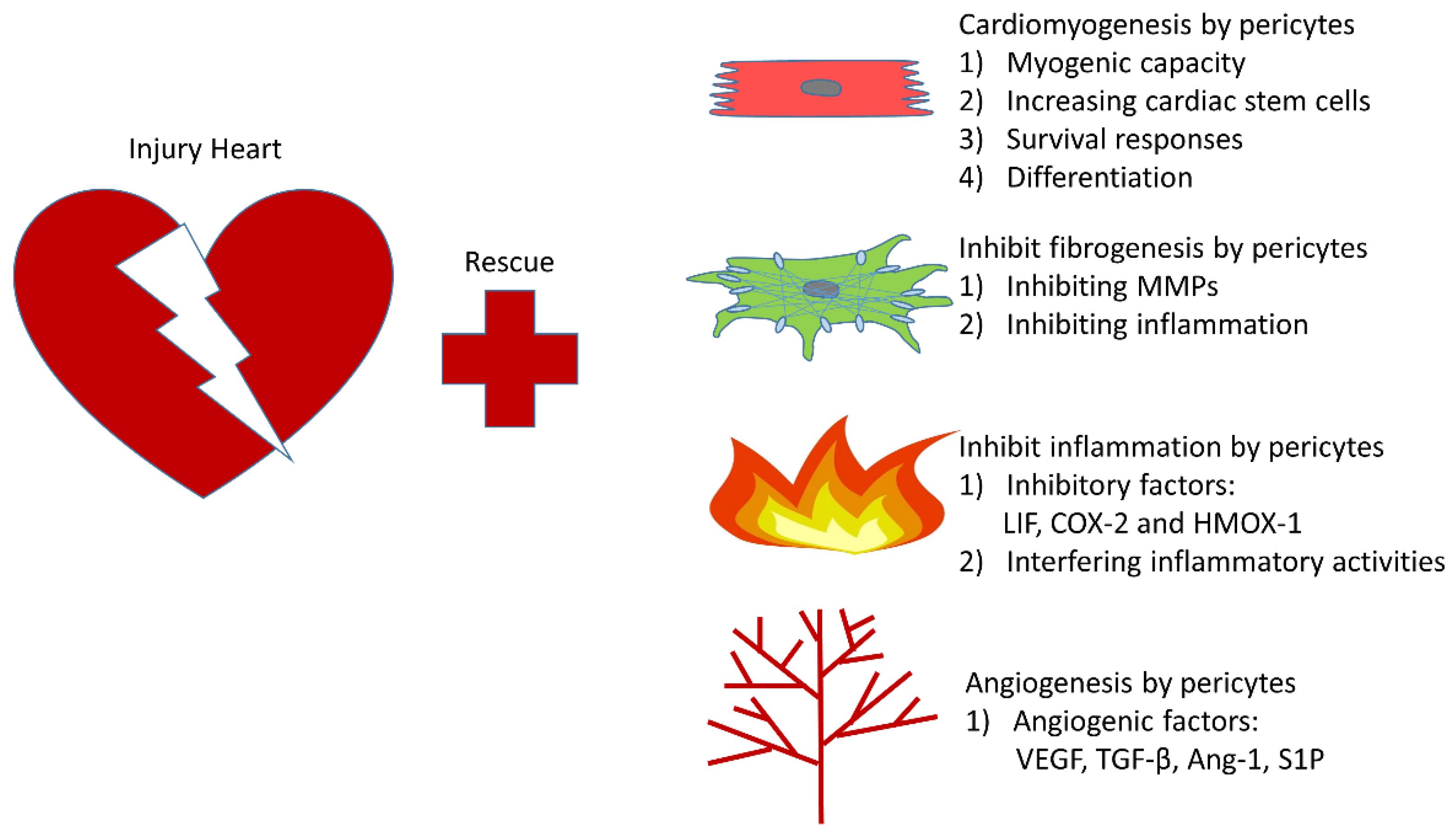 Cells 10 00548 g003 Cells 10 00548 g003