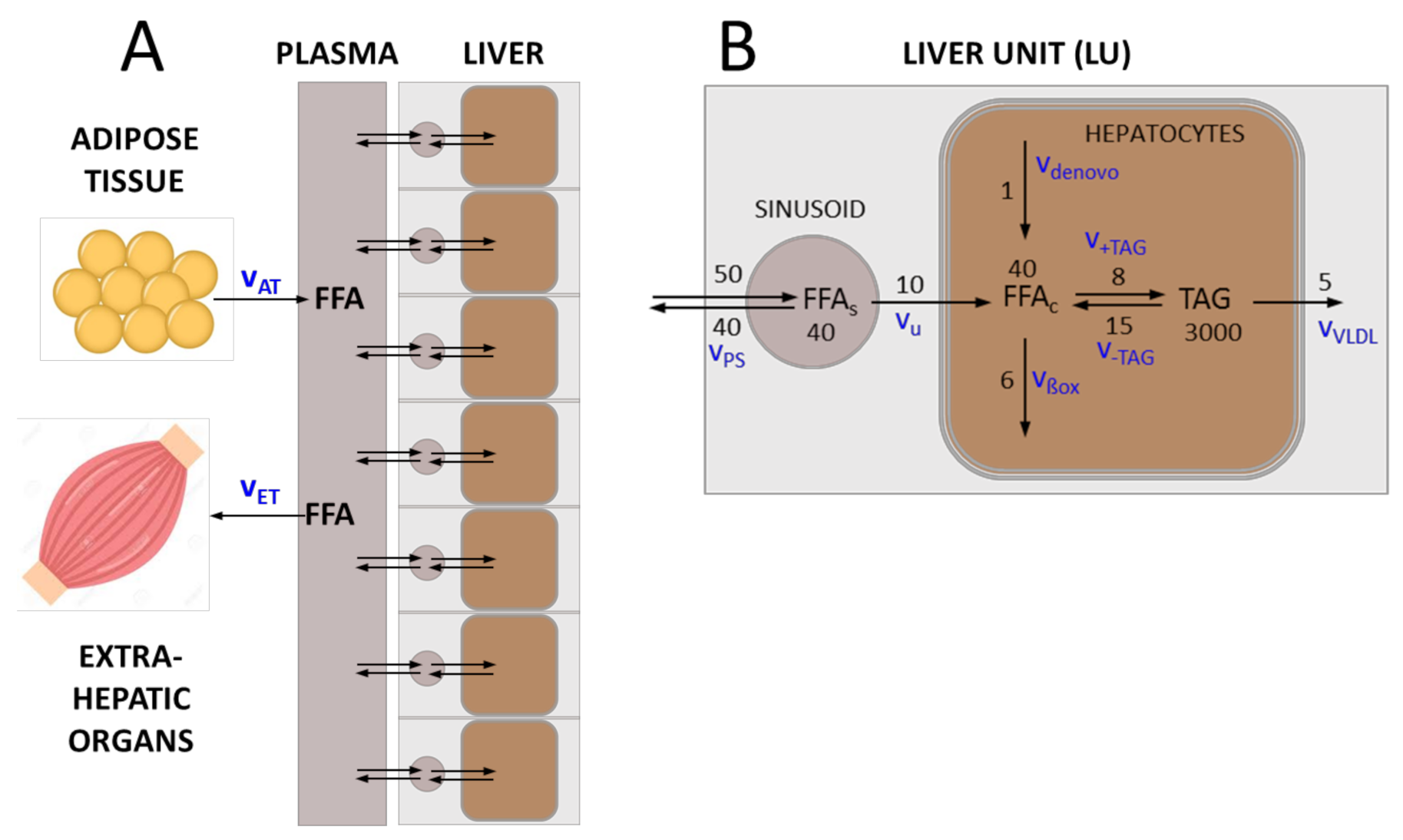 Cells | Free Full-Text | Computational Hypothesis: How Intra-Hepatic  Functional Heterogeneity May Influence the Cascading Progression of Free  Fatty Acid-Induced Non-Alcoholic Fatty Liver Disease (NAFLD) | HTML