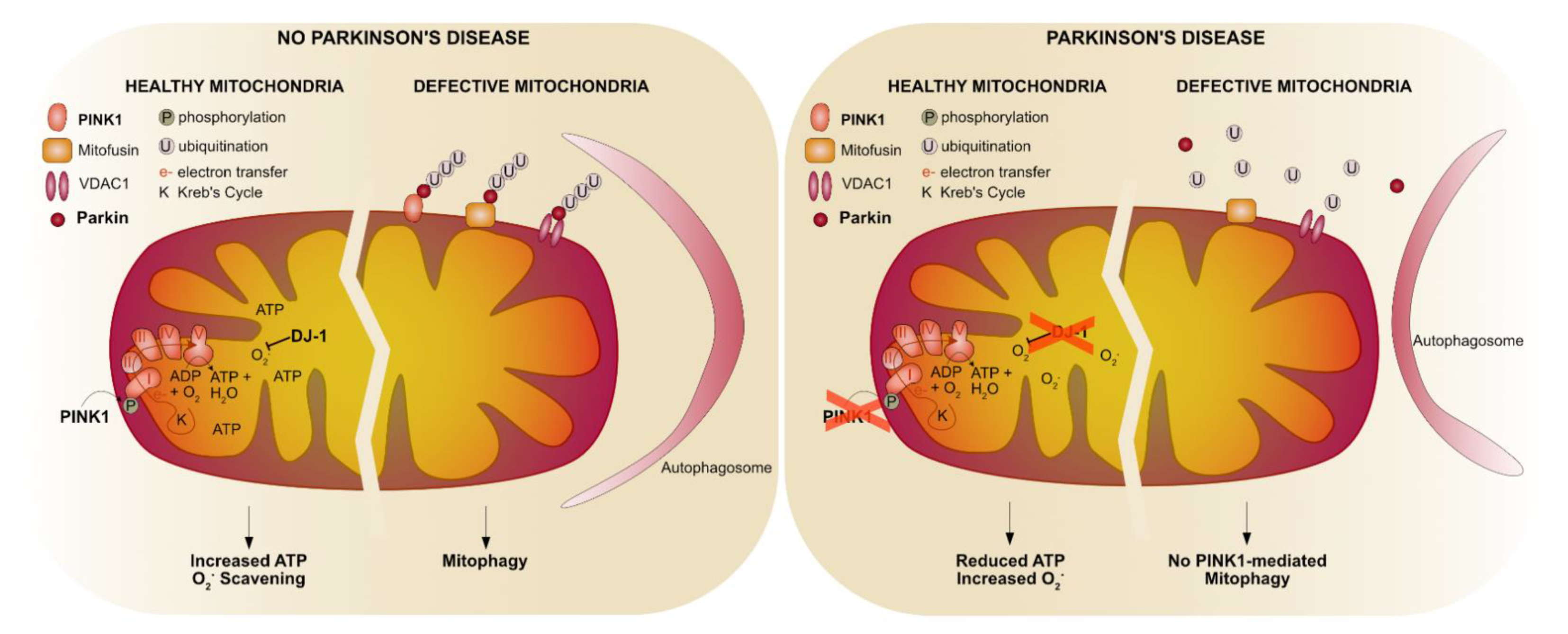Cells 10 00579 g002 Cells 10 00579 g002