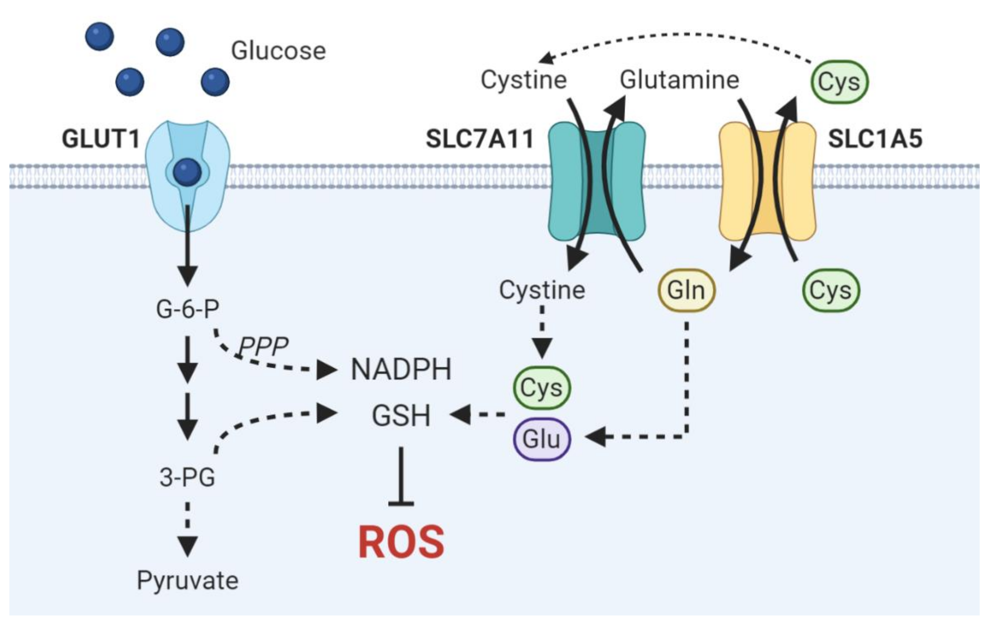 Cells | Free Full-Text | Oxidative Stress and the Intersection of Oncogenic  Signaling and Metabolism in Squamous Cell Carcinomas | HTML