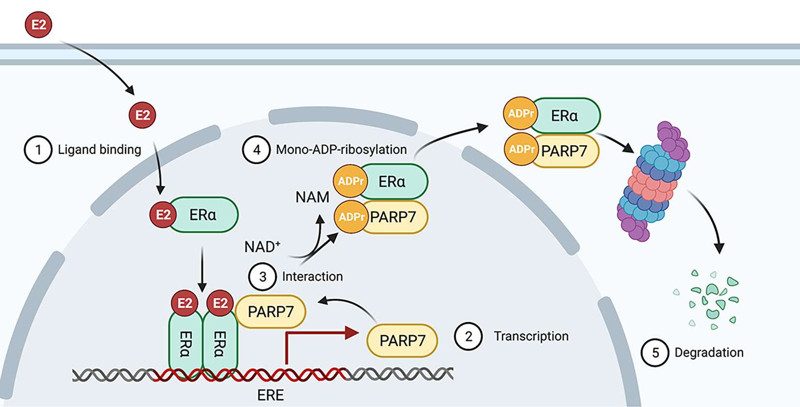 Cells | Free Full-Text | PARP7 And Mono-ADP-Ribosylation Negatively ...