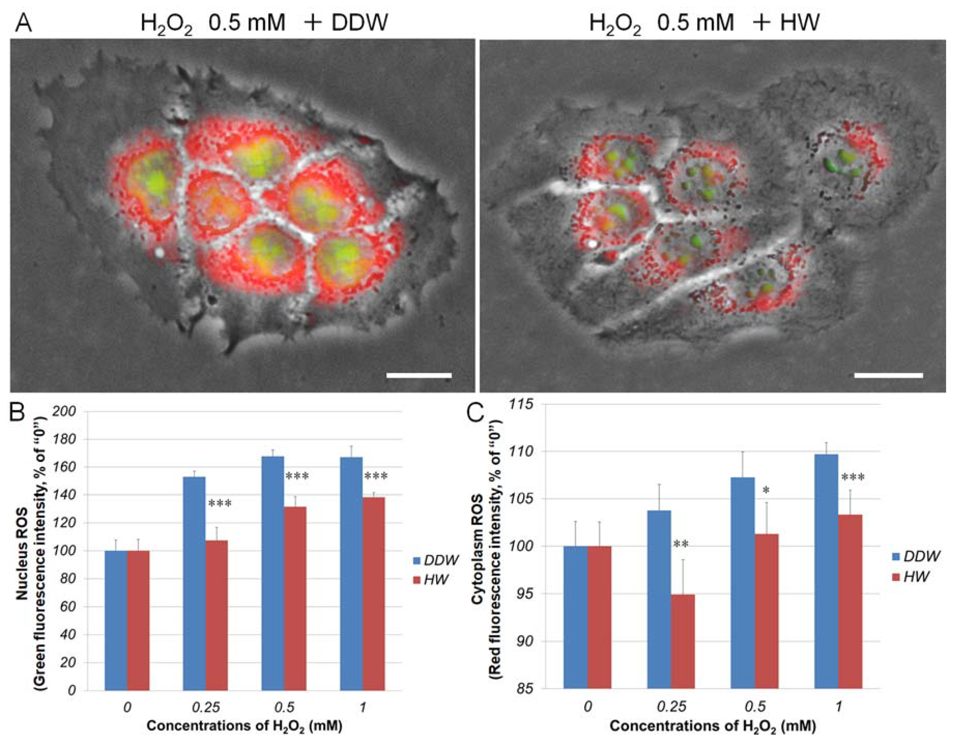 Cells | Free Full-Text | Hydrogen Nano-Bubble Water Suppresses ROS
