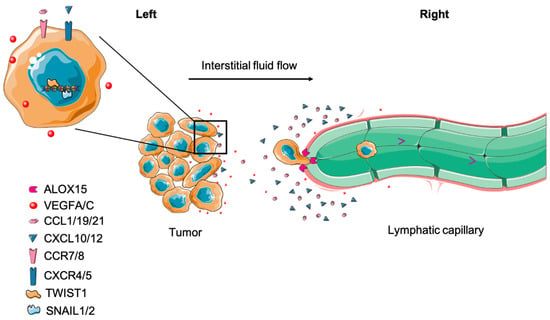 Cells Free Full Text Progression Of Metastasis Through Lymphatic System 6195