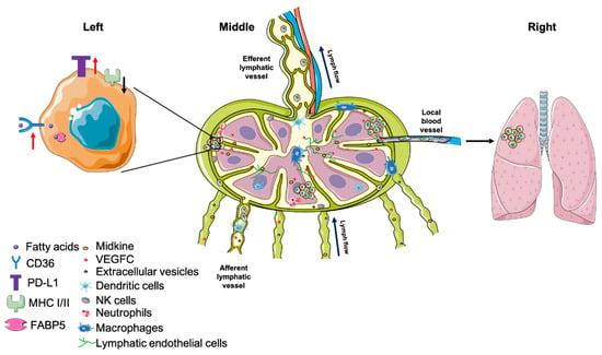 Cells Free Full Text Progression Of Metastasis Through Lymphatic System