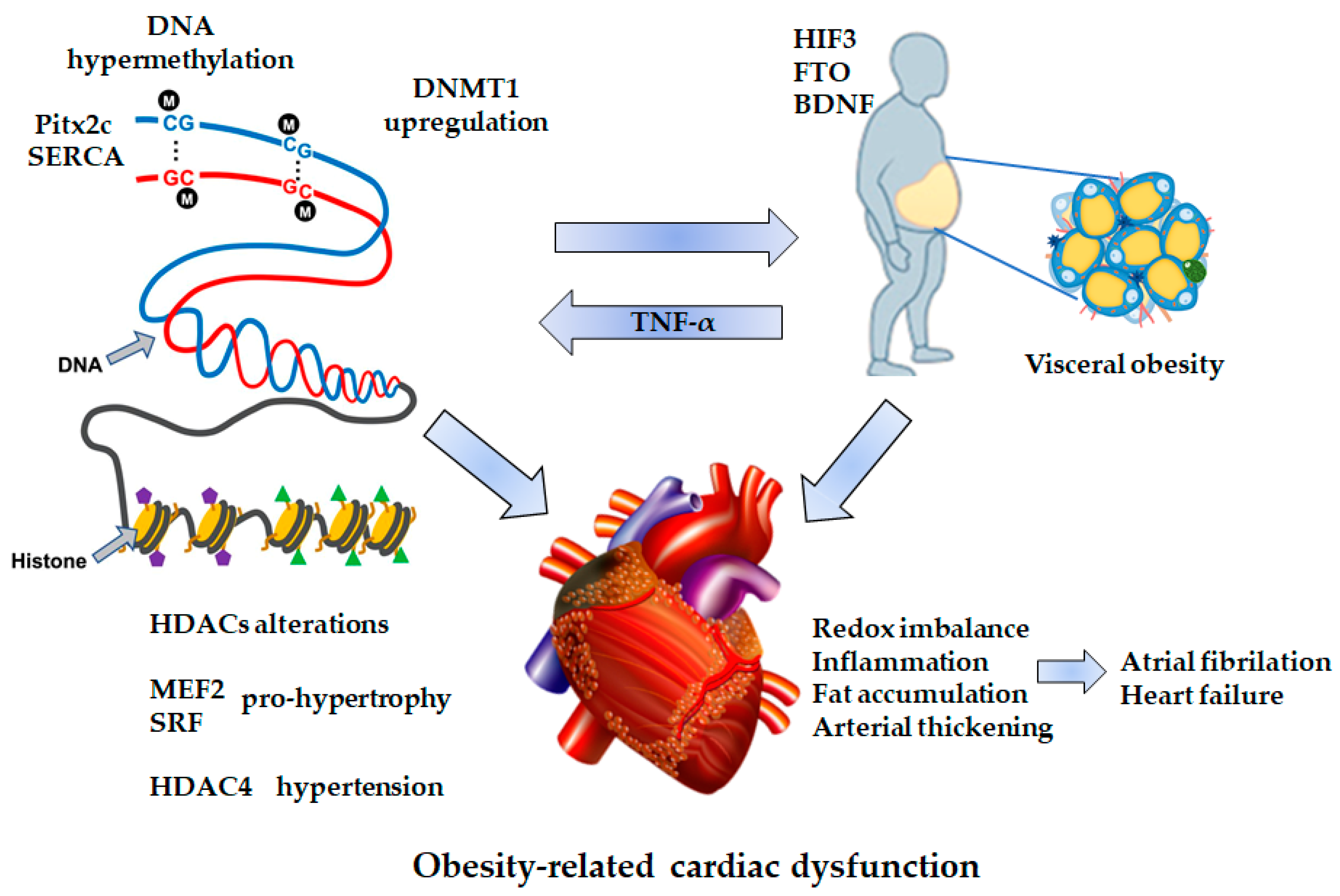 Cells Free Full-Text Molecular Mechanisms of Obesity-Linked Cardiac  Dysfunction: An Up-Date on Current Knowledge