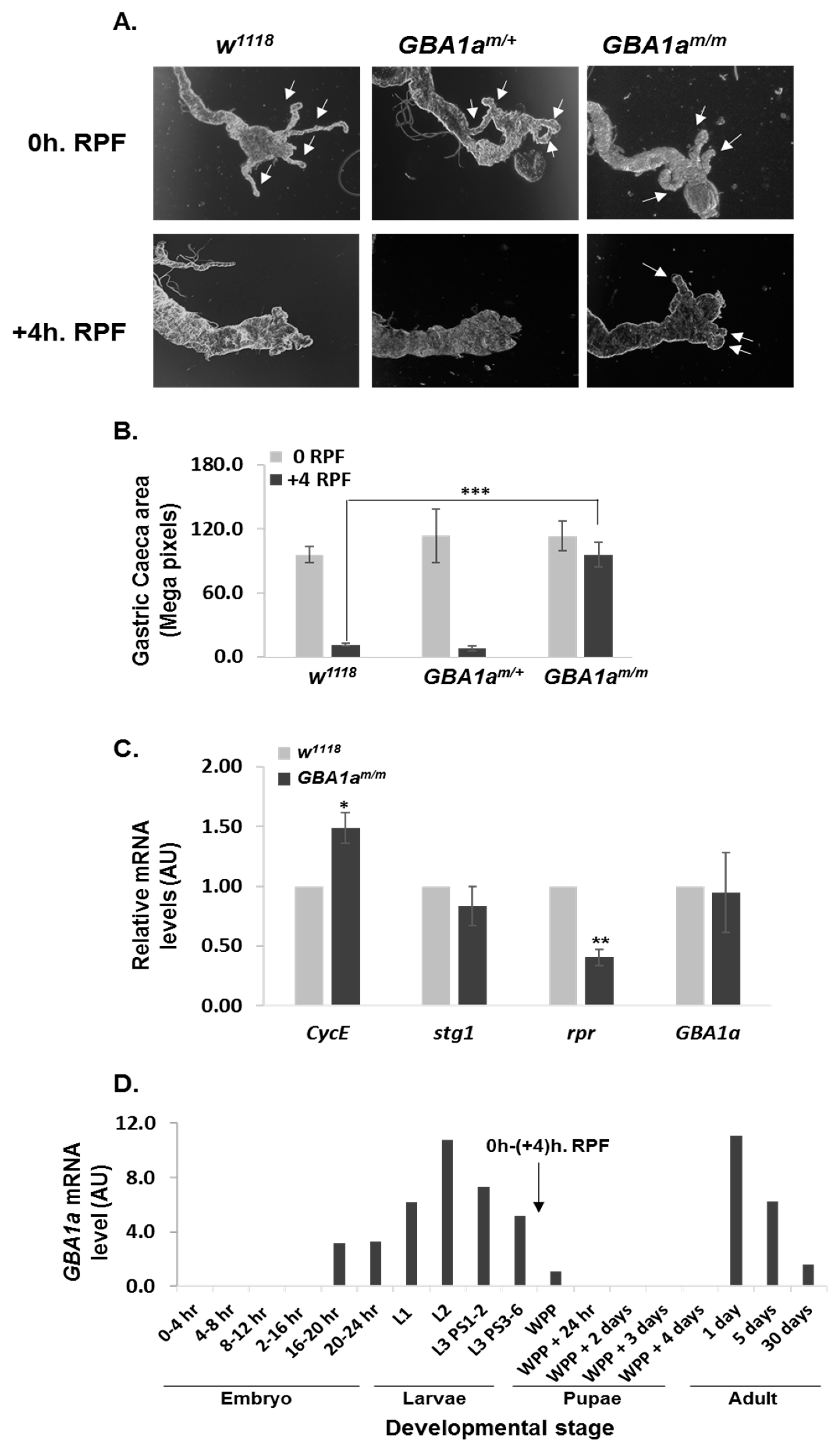 Cells 10 00630 g007 Cells 10 00630 g007