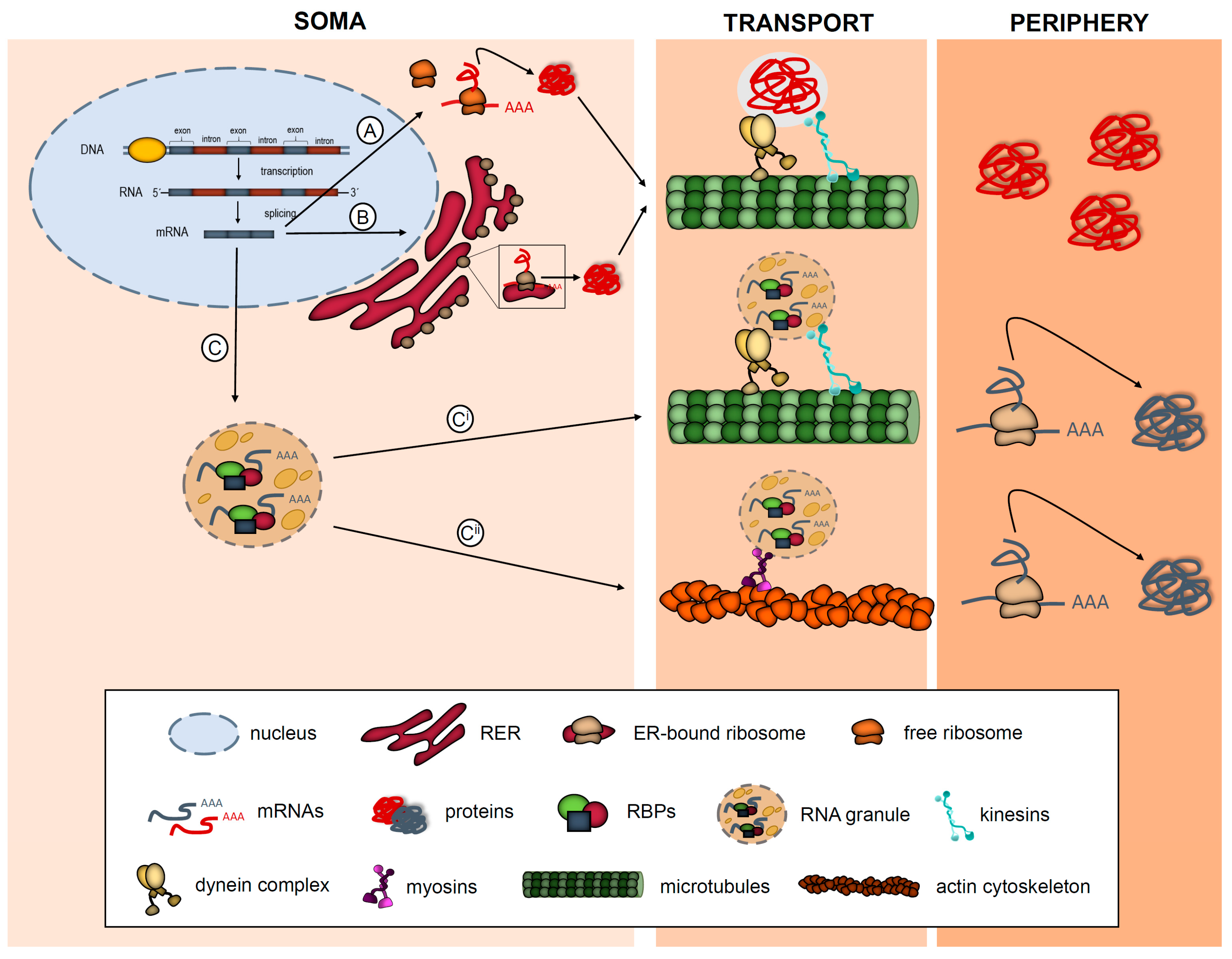 Cells | Free Full-Text | RNA Localization and Local Translation in Glia in  Neurological and Neurodegenerative Diseases: Lessons from Neurons