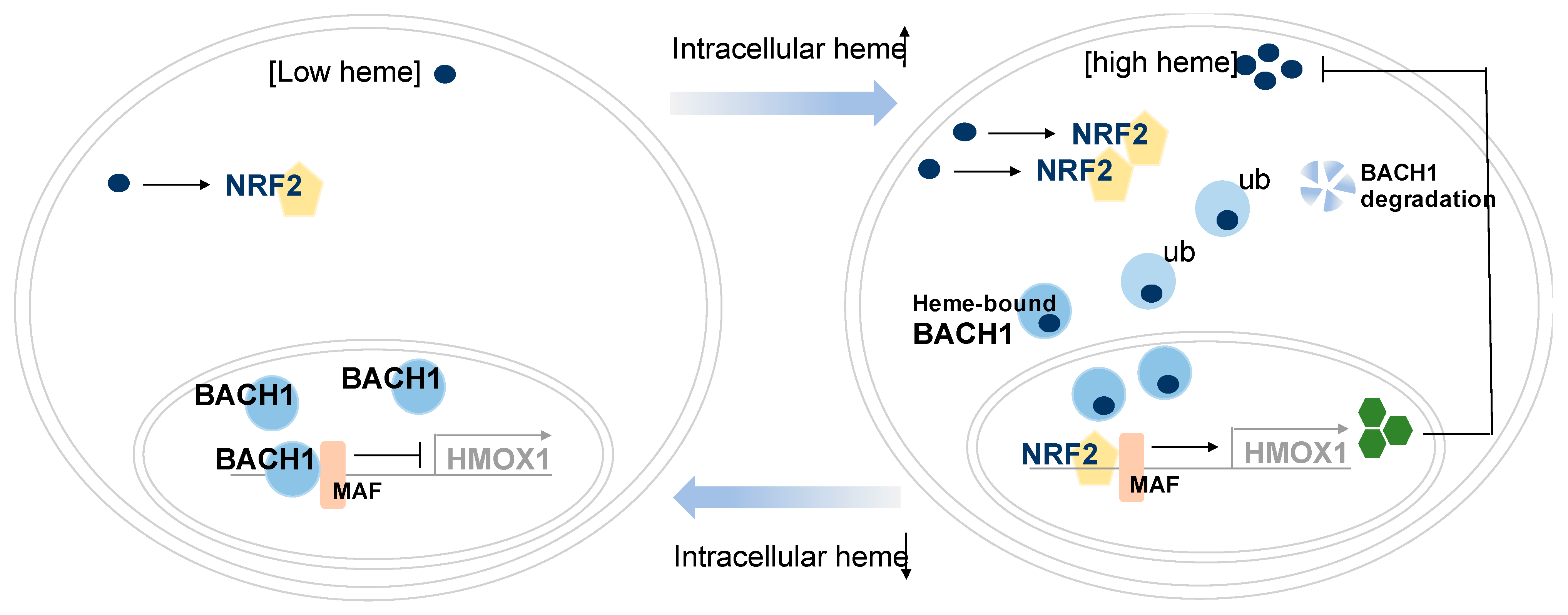 Pdf Single Cell Analysis Identify Transcription Factor Bach1 As A