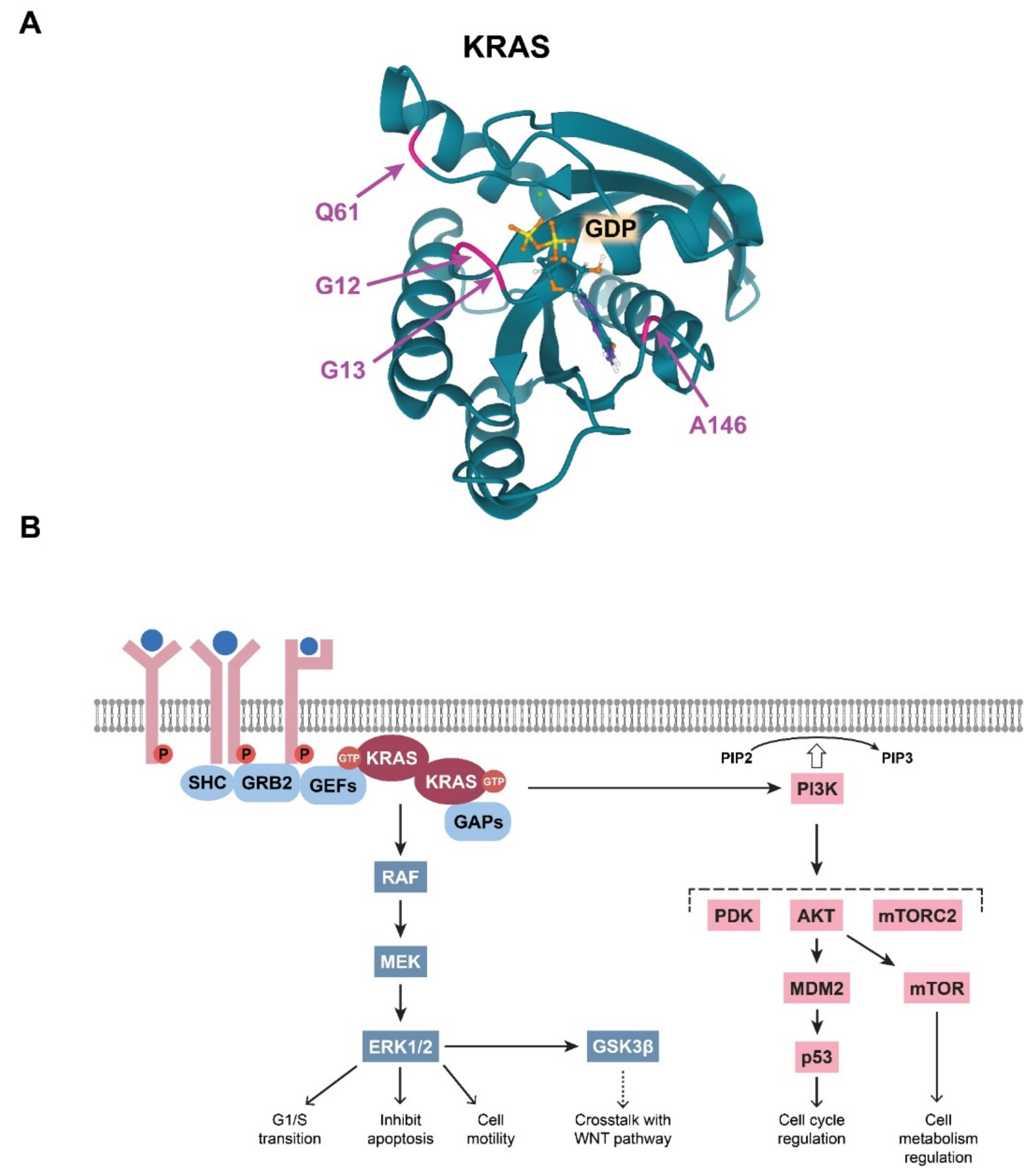 Cells | Free Full-Text | Recent Updates on the Significance of KRAS ...