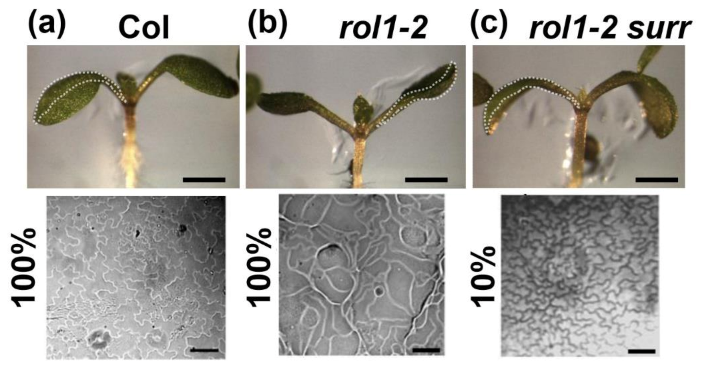 Cells Free Full Text Defects In Cell Wall Differentiation Of The Arabidopsis Mutant Rol1 2 Is Dependent On Cyclin Dependent Kinase Cdk8 Html