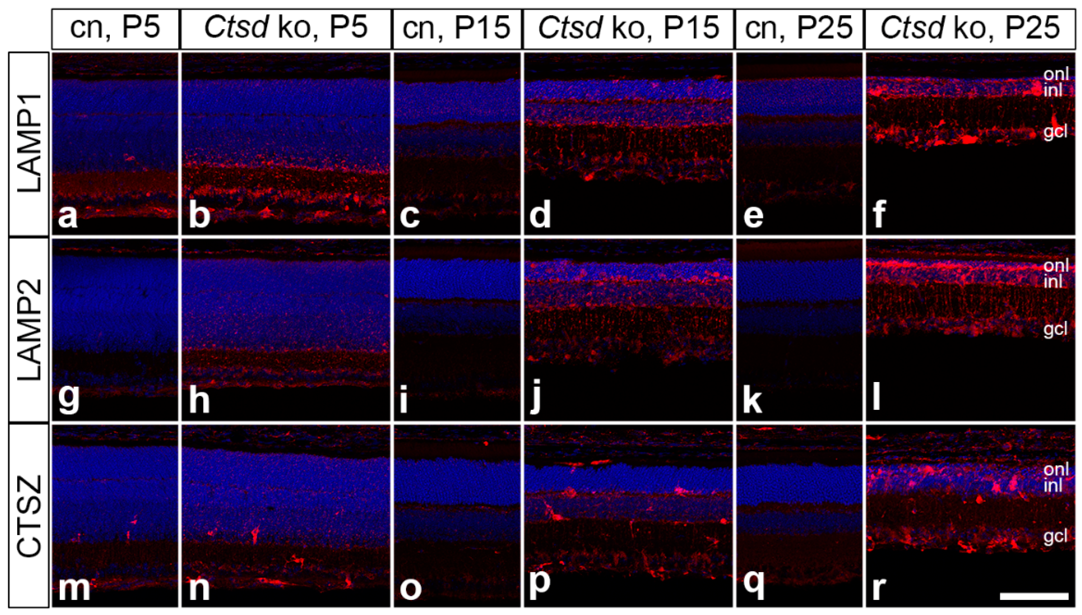 Cells 10 00696 g004 Cells 10 00696 g004