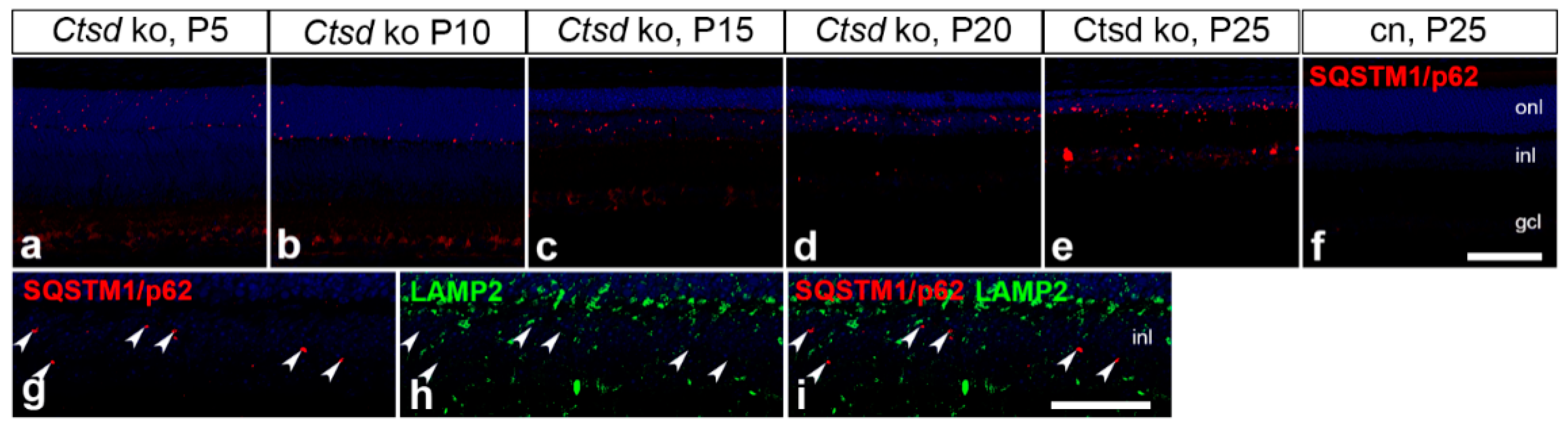 Cells 10 00696 g005 Cells 10 00696 g005