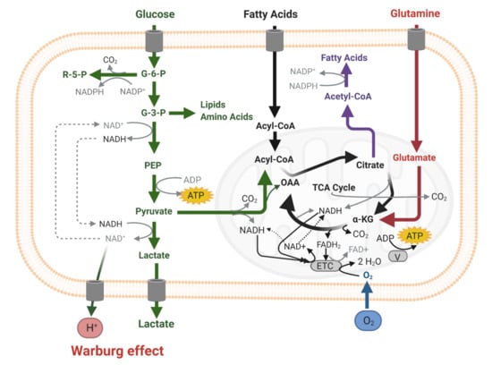 Cells | Free Full-Text | Energy Metabolism in IDH1 Wild-Type and IDH1 ...