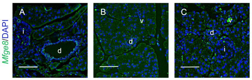 Cells 10 00728 g002 Cells 10 00728 g002