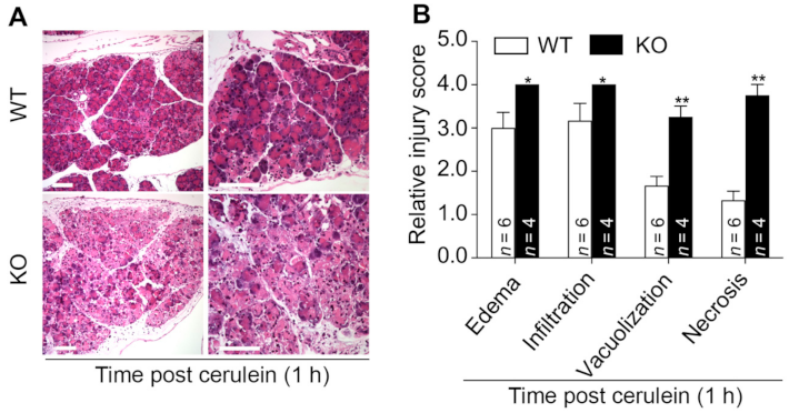 Cells 10 00728 g003 Cells 10 00728 g003