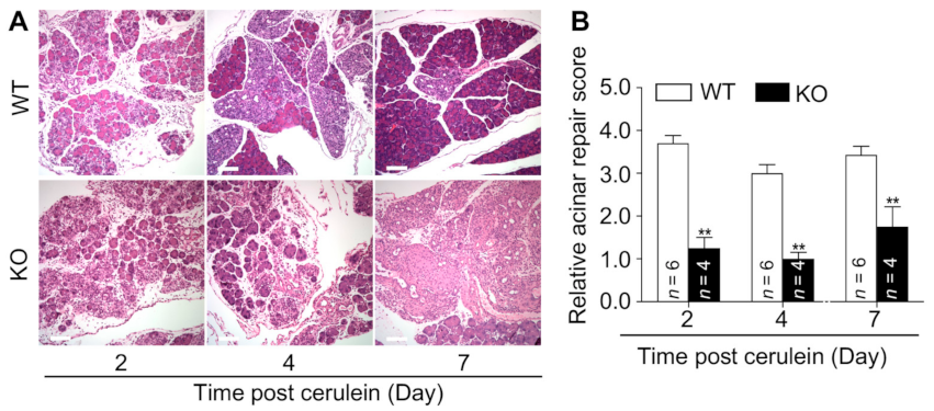 Cells 10 00728 g004 Cells 10 00728 g004