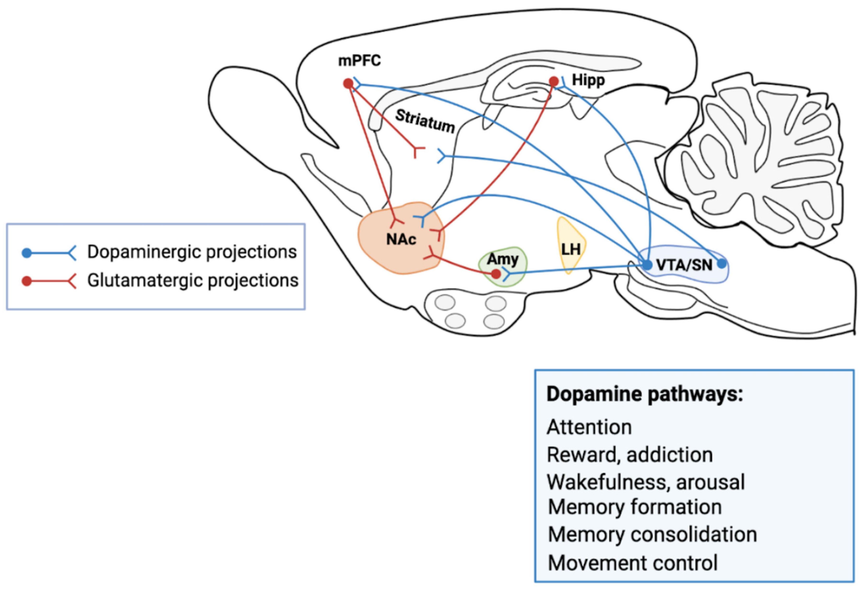 Cells | Free Full-Text | Dopamine: The Neuromodulator of Long-Term Synaptic  Plasticity, Reward and Movement Control