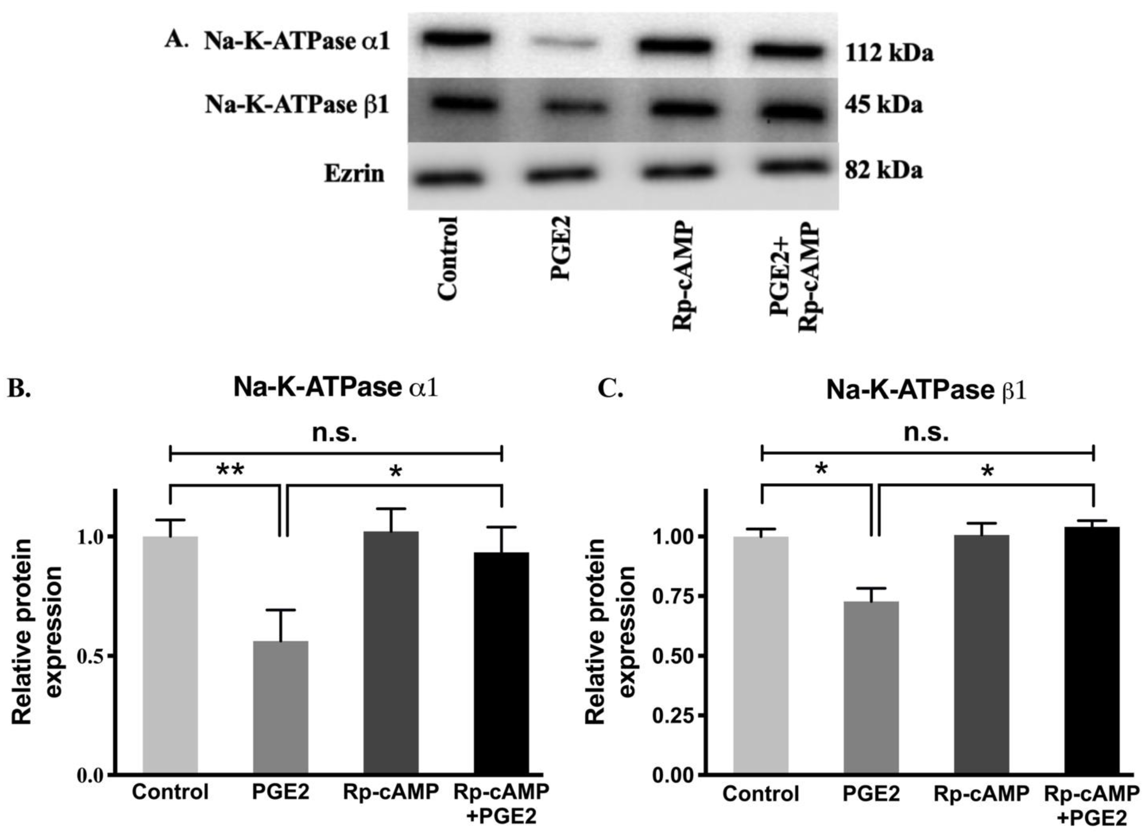 Cells Free Full Text Mechanism Of Na K Atpase Inhibition By Pge2 In Intestinal Epithelial Cells Html