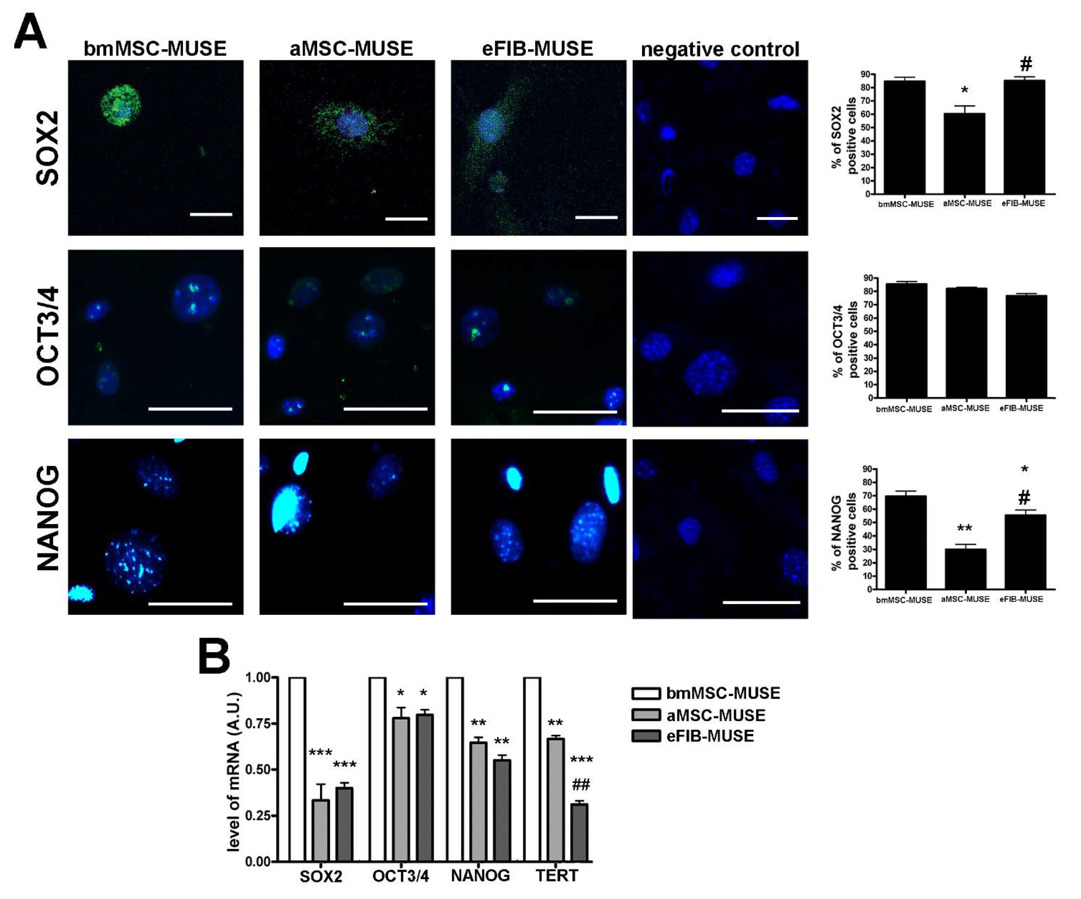 Cells 10 00761 g004 Cells 10 00761 g004