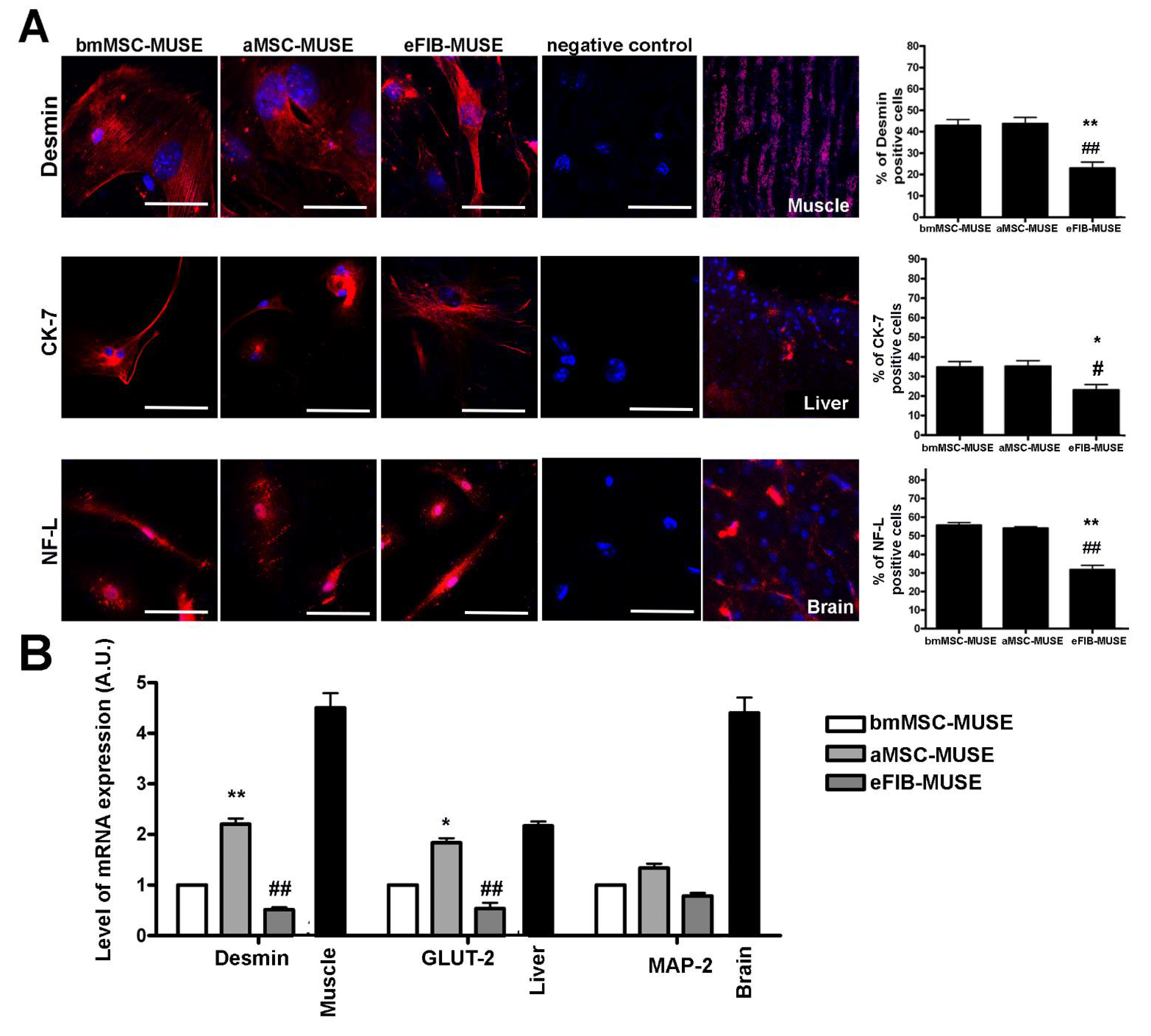 Cells 10 00761 g006 Cells 10 00761 g006