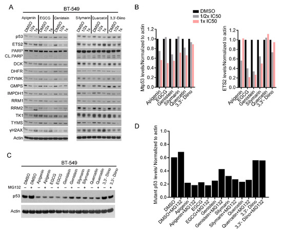 Cells Free Full Text Distinct Classes Of Flavonoids And Epigallocatechin Gallate Polyphenol Affects An Oncogenic Mutant P53 Protein Cell Growth And Invasion In A Tnbc Breast Cancer Cell Line Html