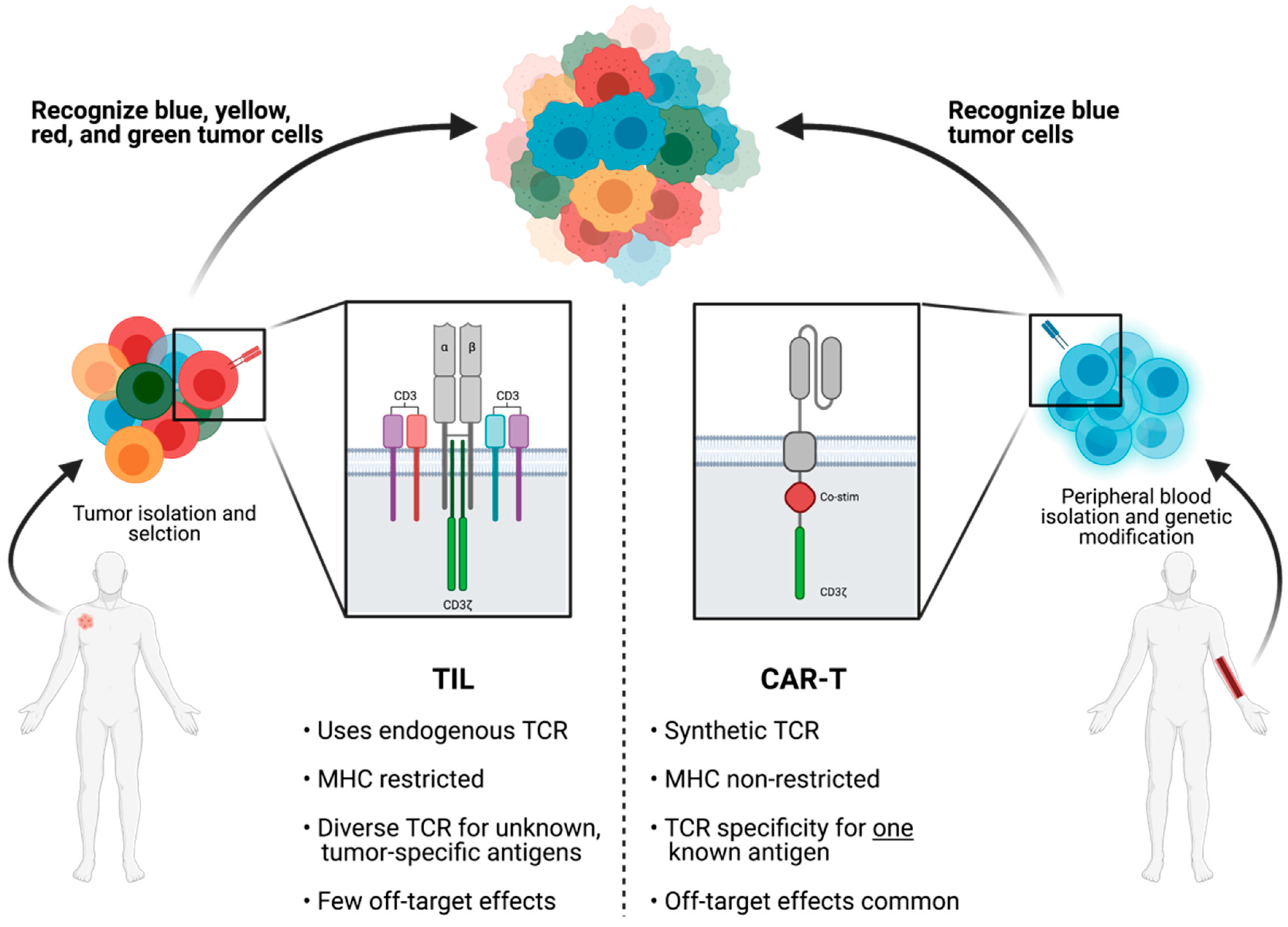 Cells Free Full Text Adoptive T Cell Therapy For Solid Tumors Pathway To Personalized