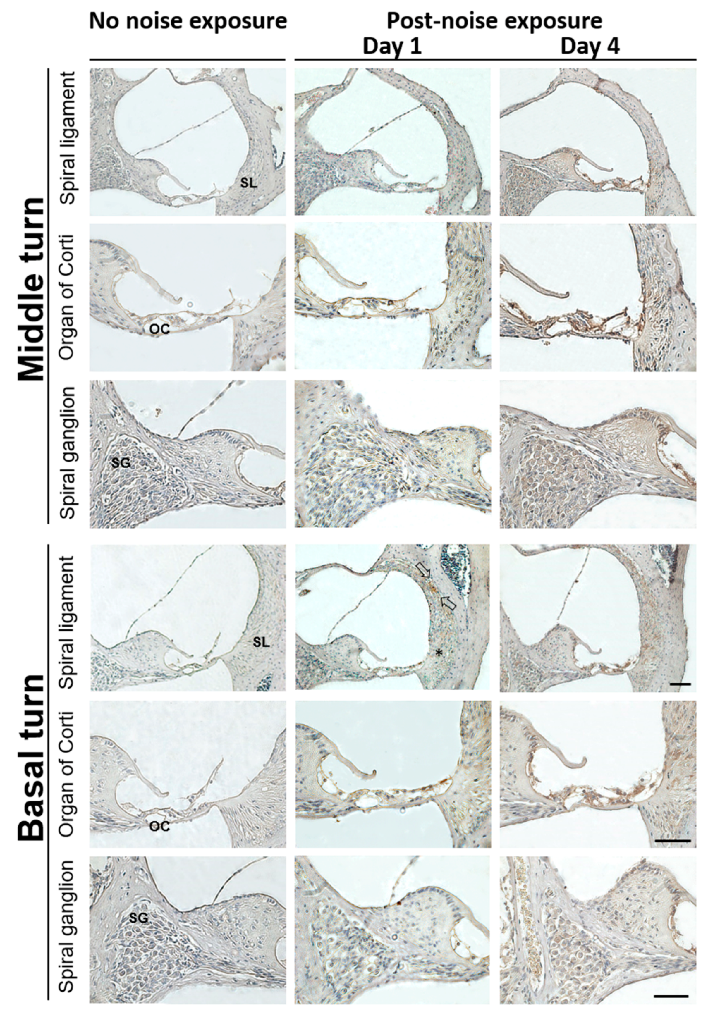 Cells 10 00810 g003 Cells 10 00810 g003