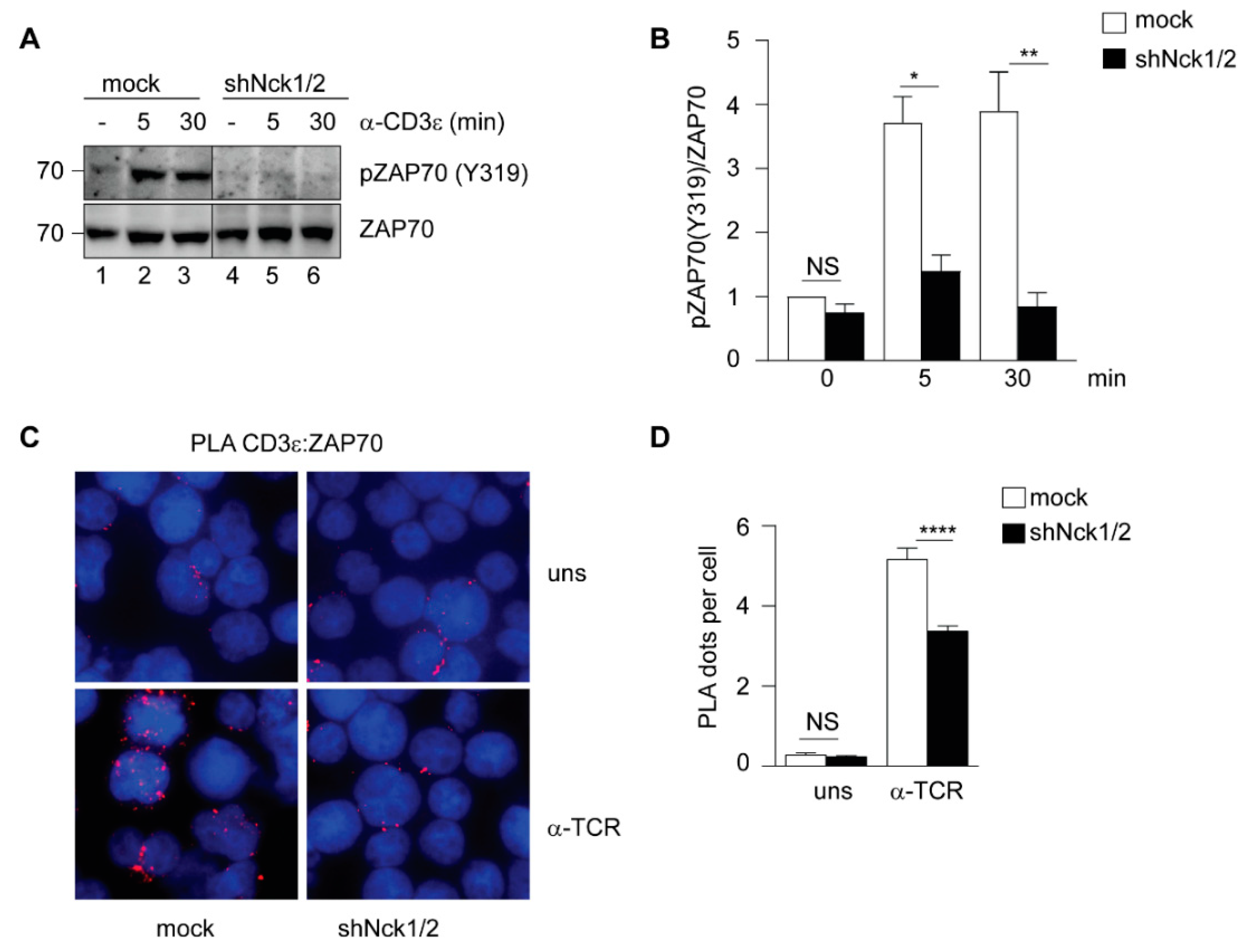 Cells | Free Full-Text | Cooperative Interaction of Nck and Lck