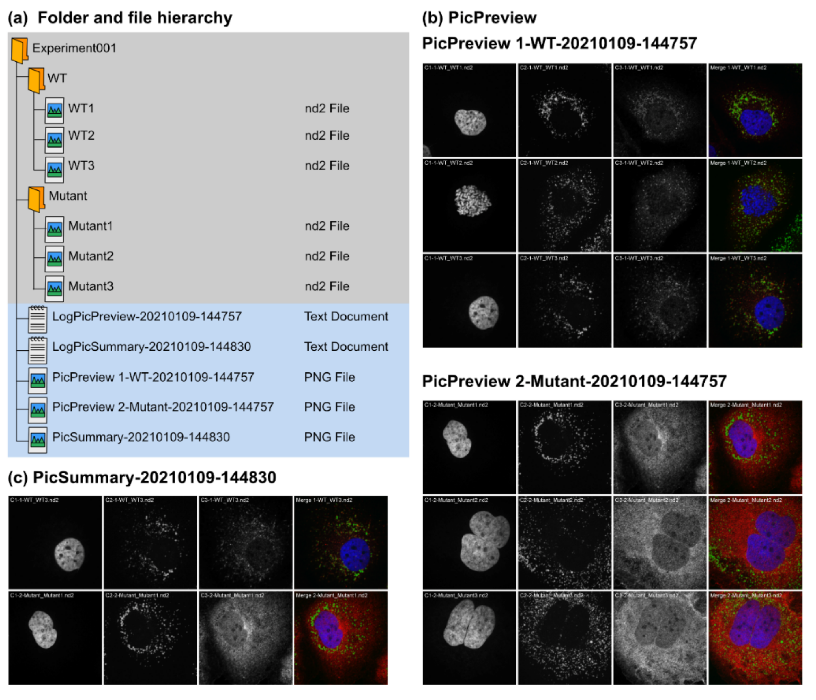Cells 10 00846 g002a