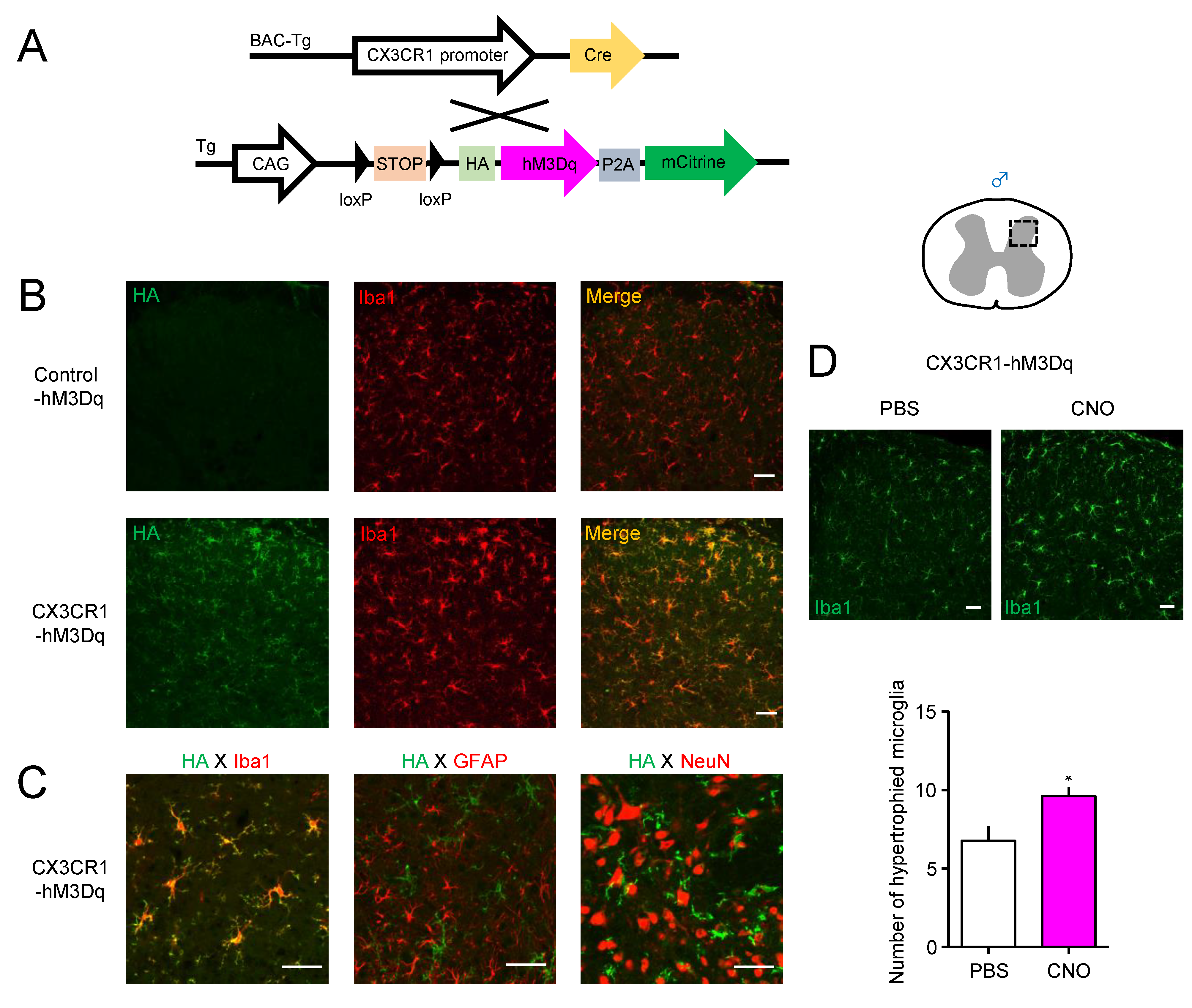 Cells 10 00874 g001 Cells 10 00874 g001