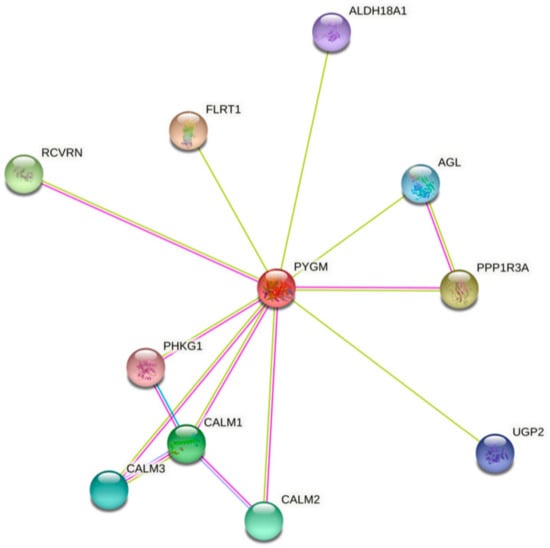 Cells Free Full Text Muscle Glycogen Phosphorylase and Its