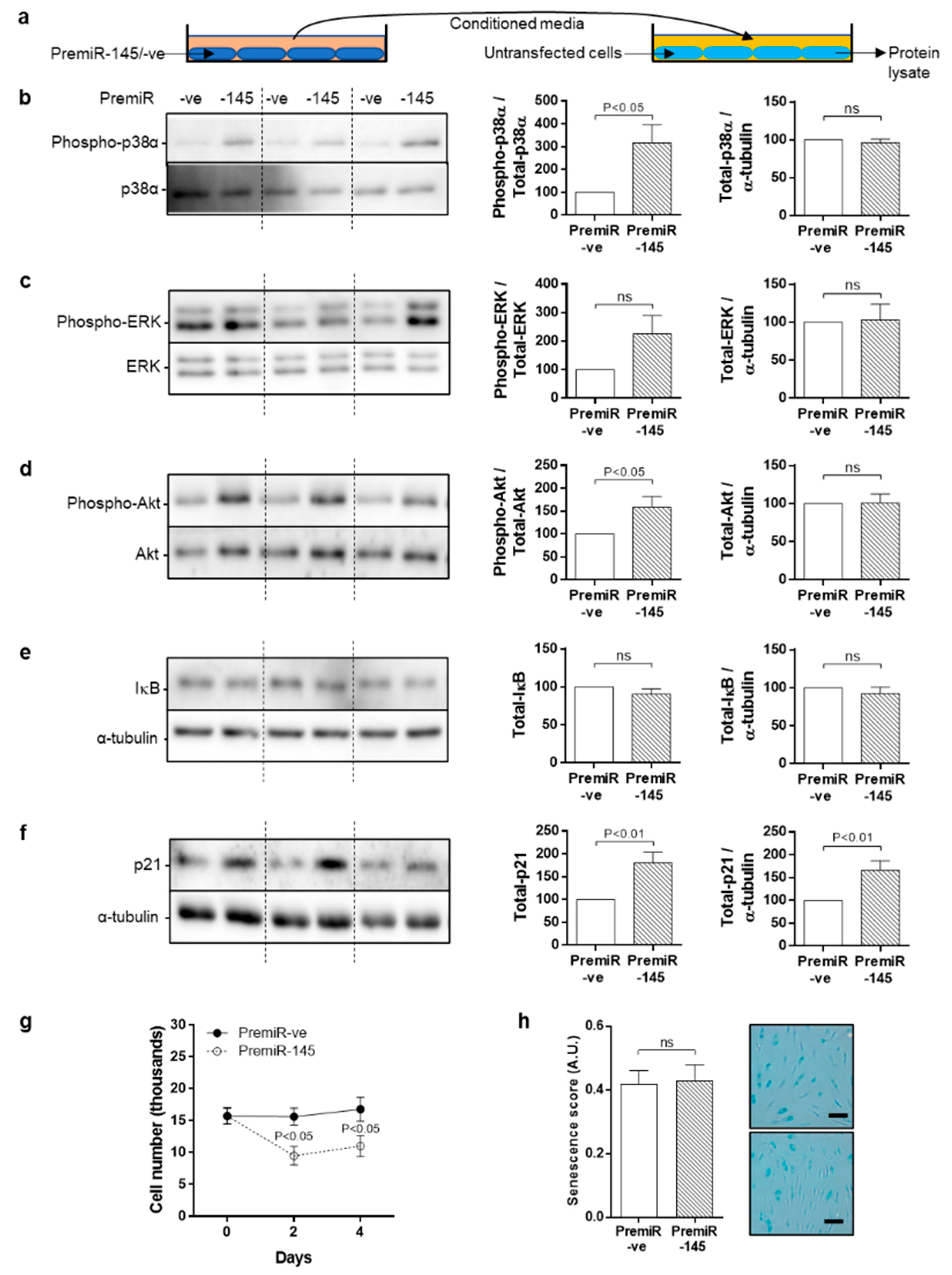 Cells 10 00919 g007 Cells 10 00919 g007