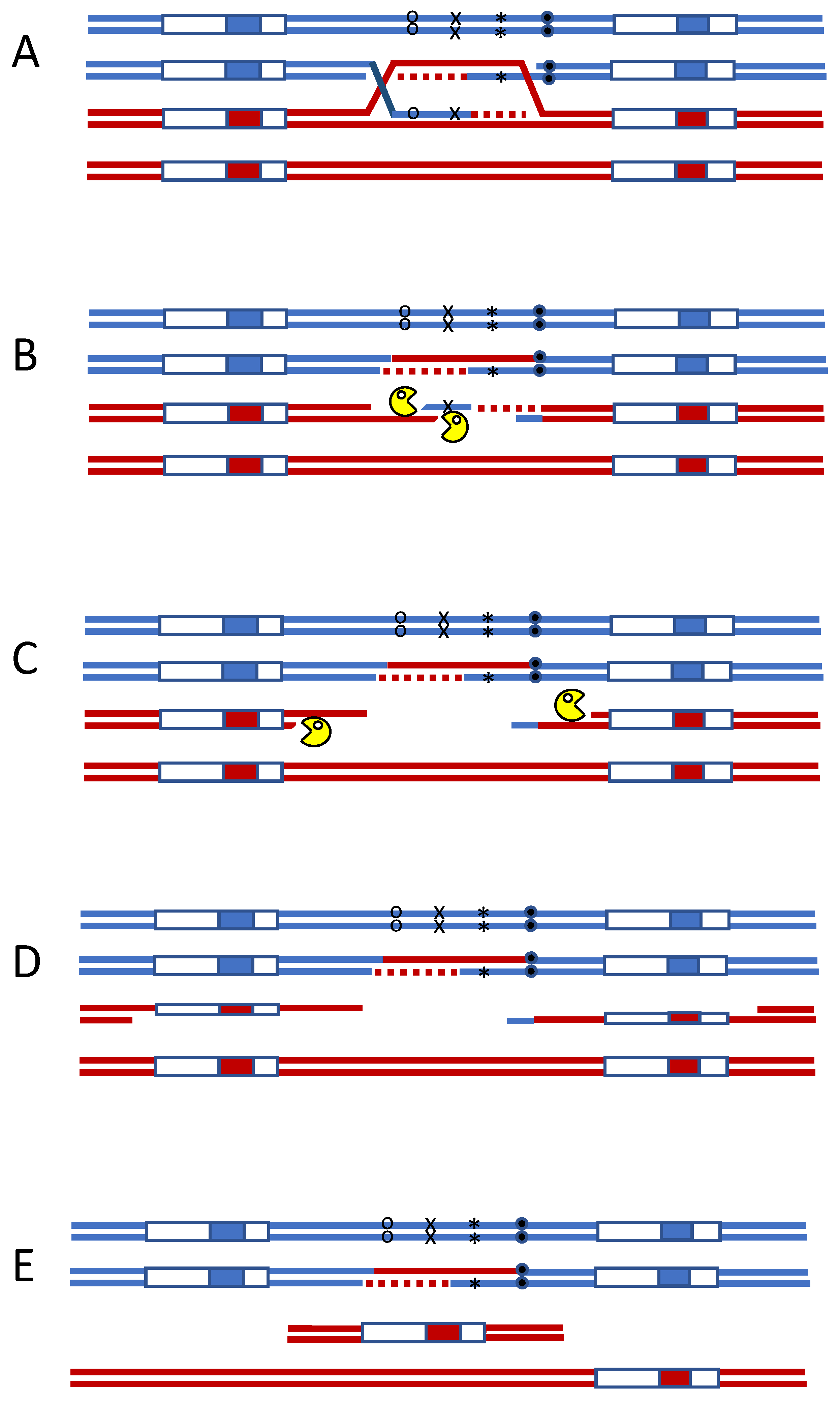 Gene replacement by double-crossover recombination in R. marinus. (A)