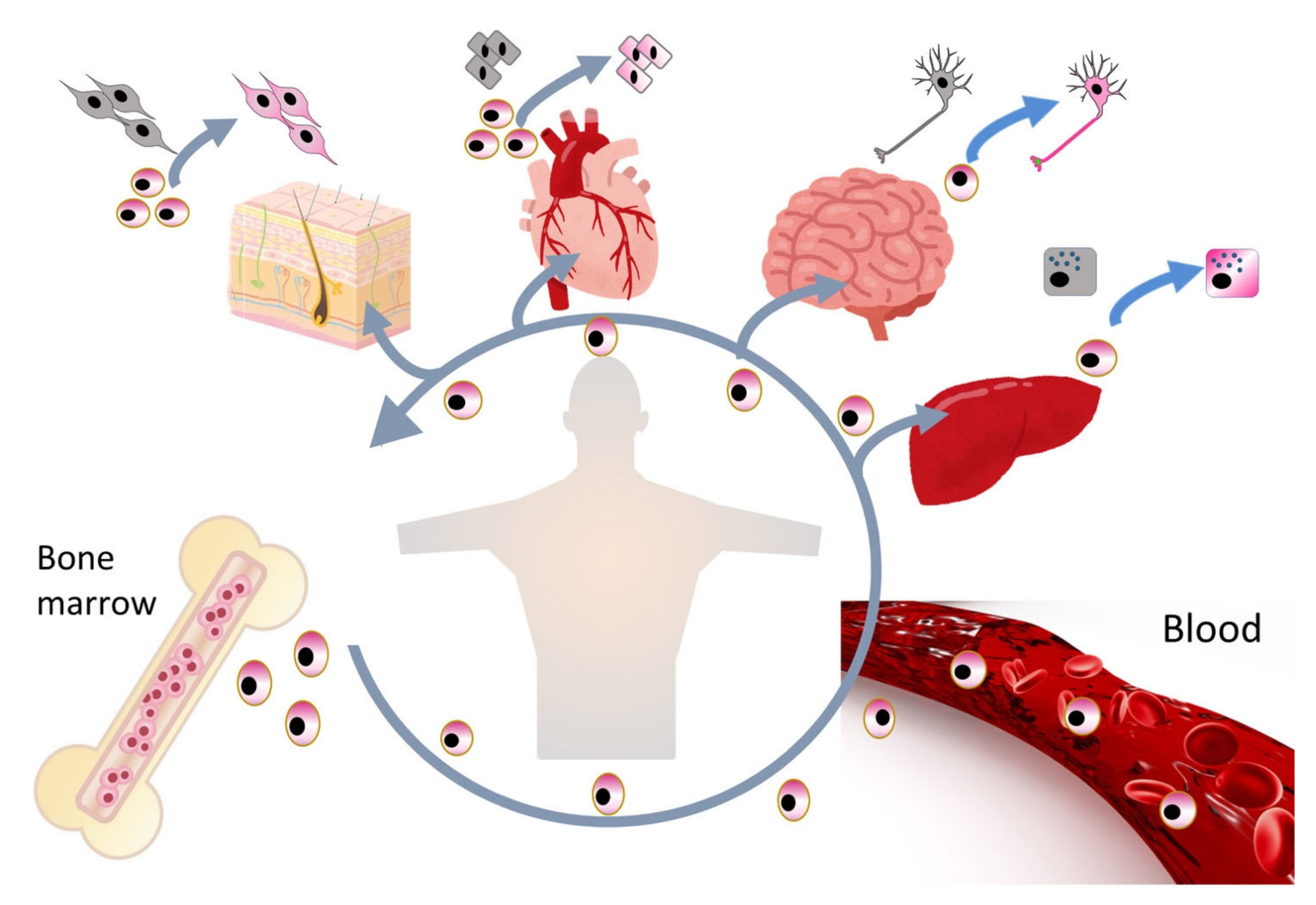 Cells 10 00961 g002 Cells 10 00961 g002