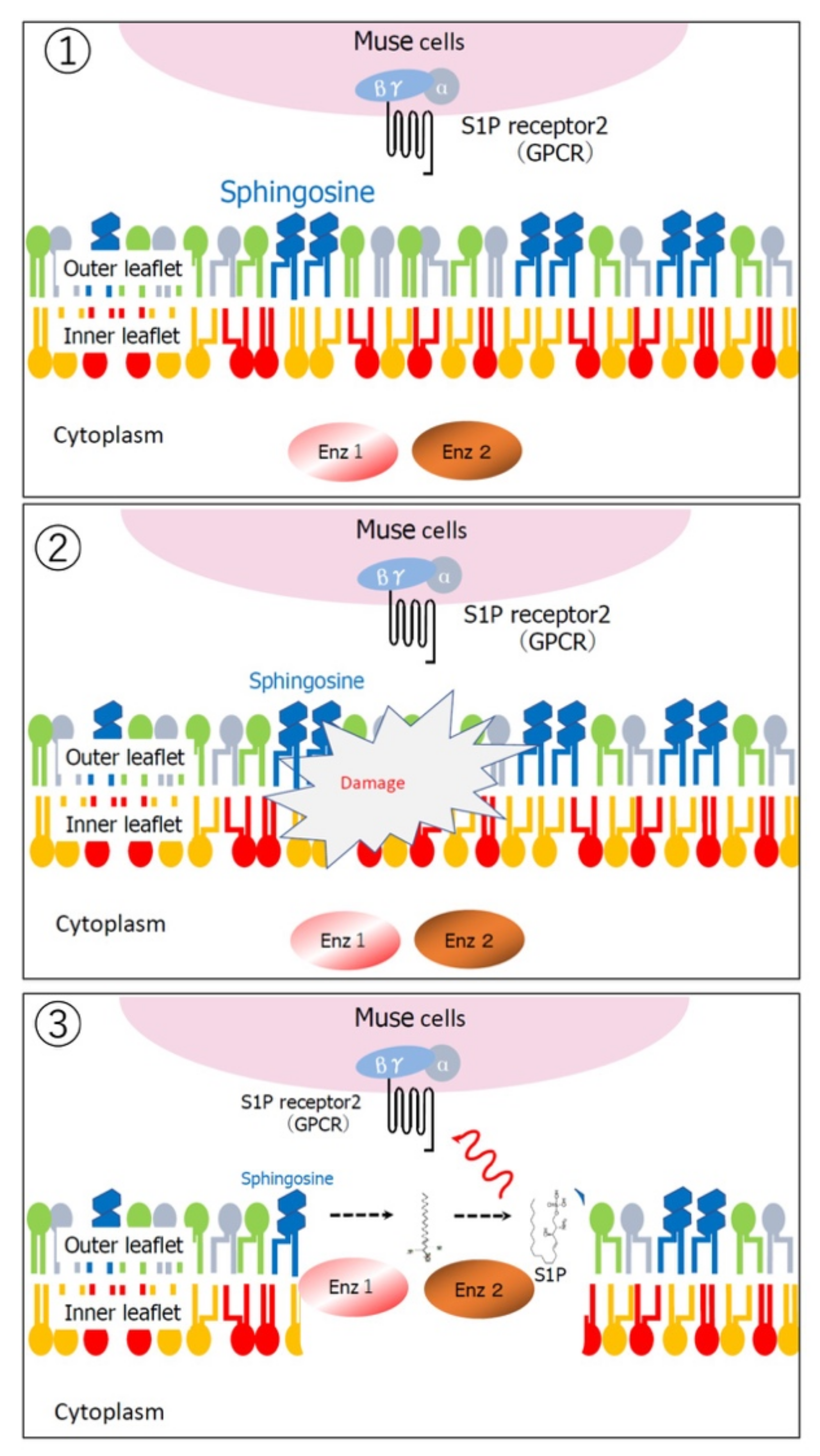 Cells 10 00961 g003 Cells 10 00961 g003