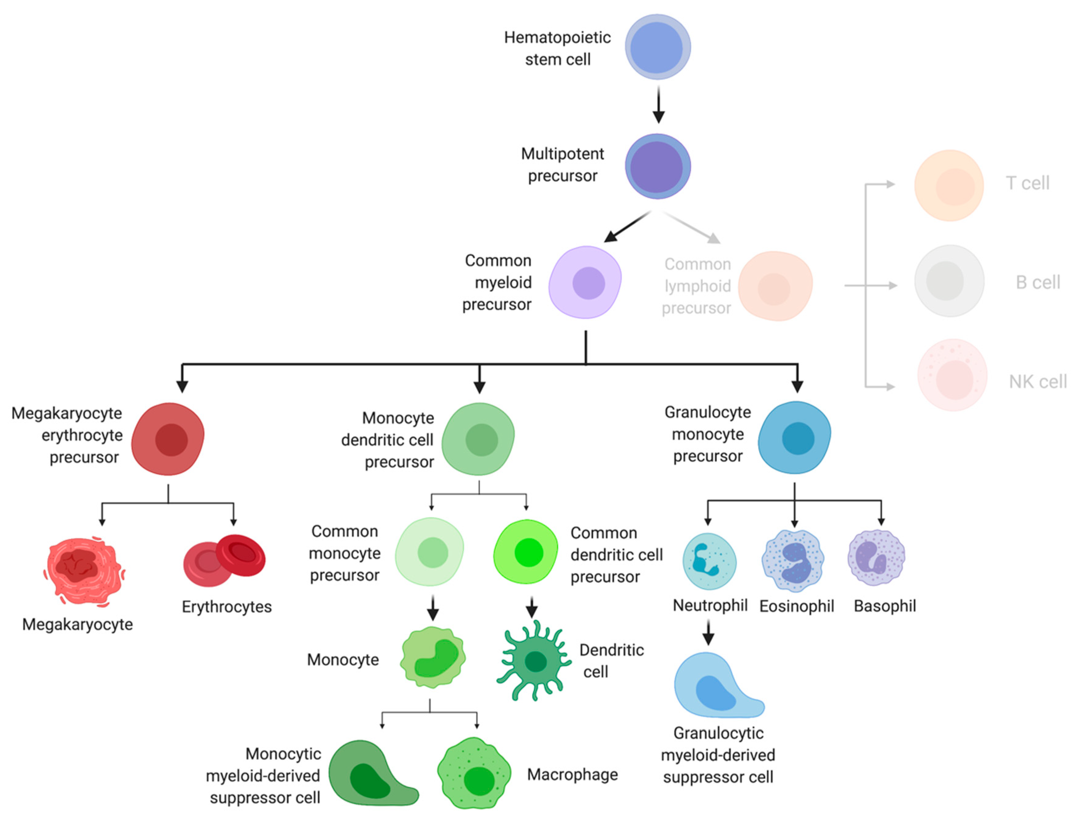 Cells | Free Full-Text | Myelopoiesis during Solid Cancers and
