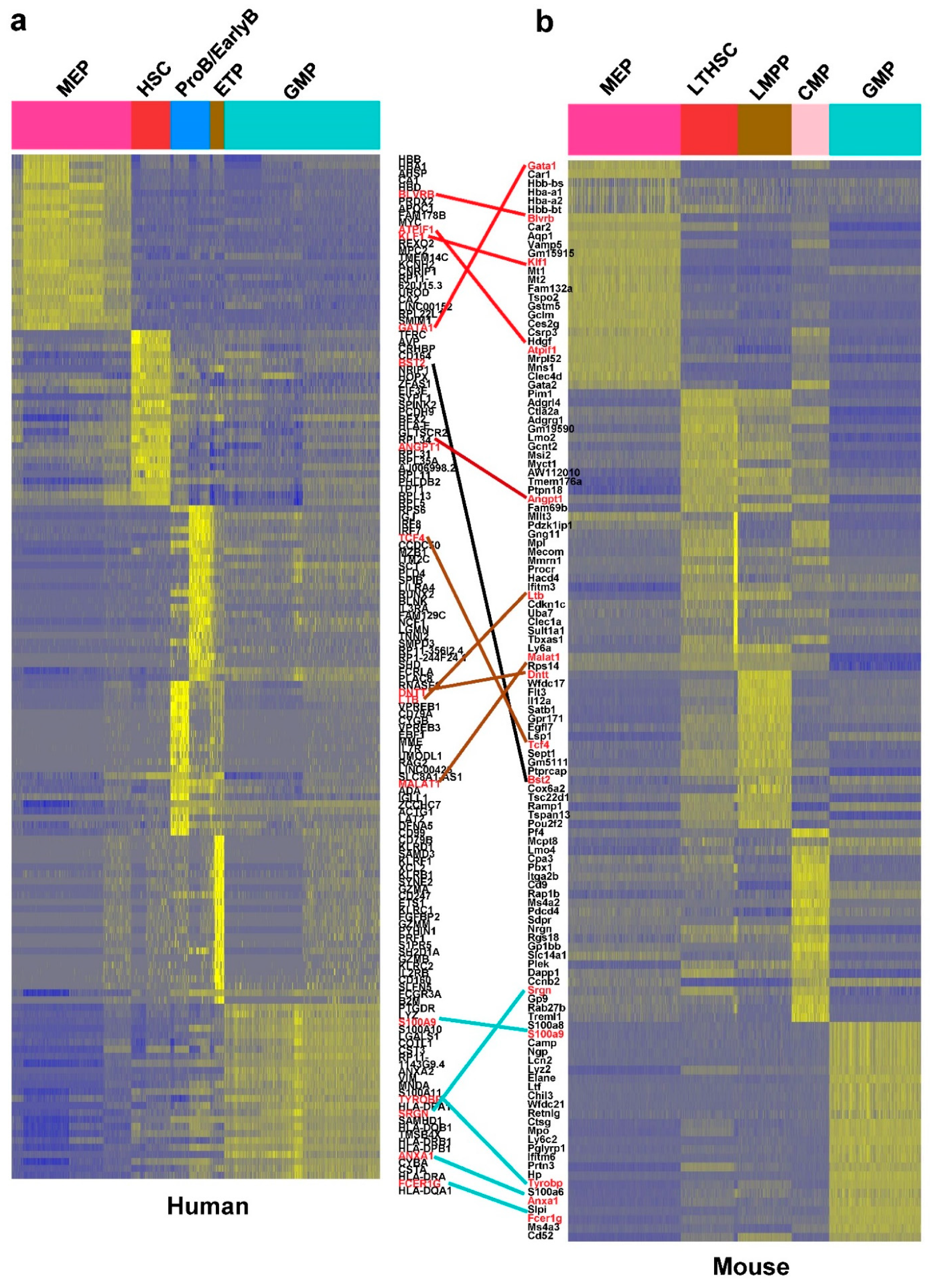 Cells 10 00973 g002 Cells 10 00973 g002