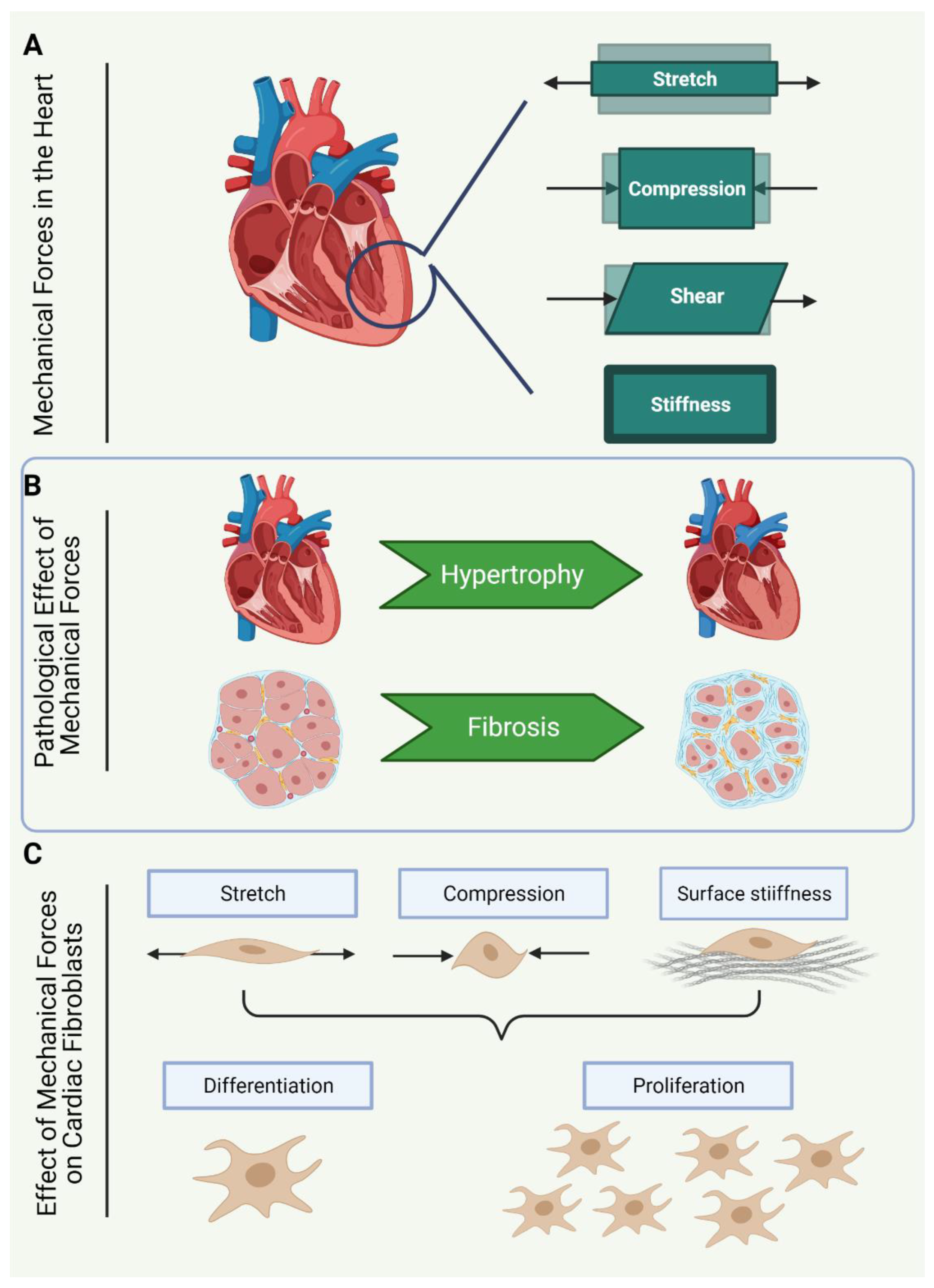 Cells | Free Full-Text | Channelling the Force to Reprogram the Matrix:  Mechanosensitive Ion Channels in Cardiac Fibroblasts