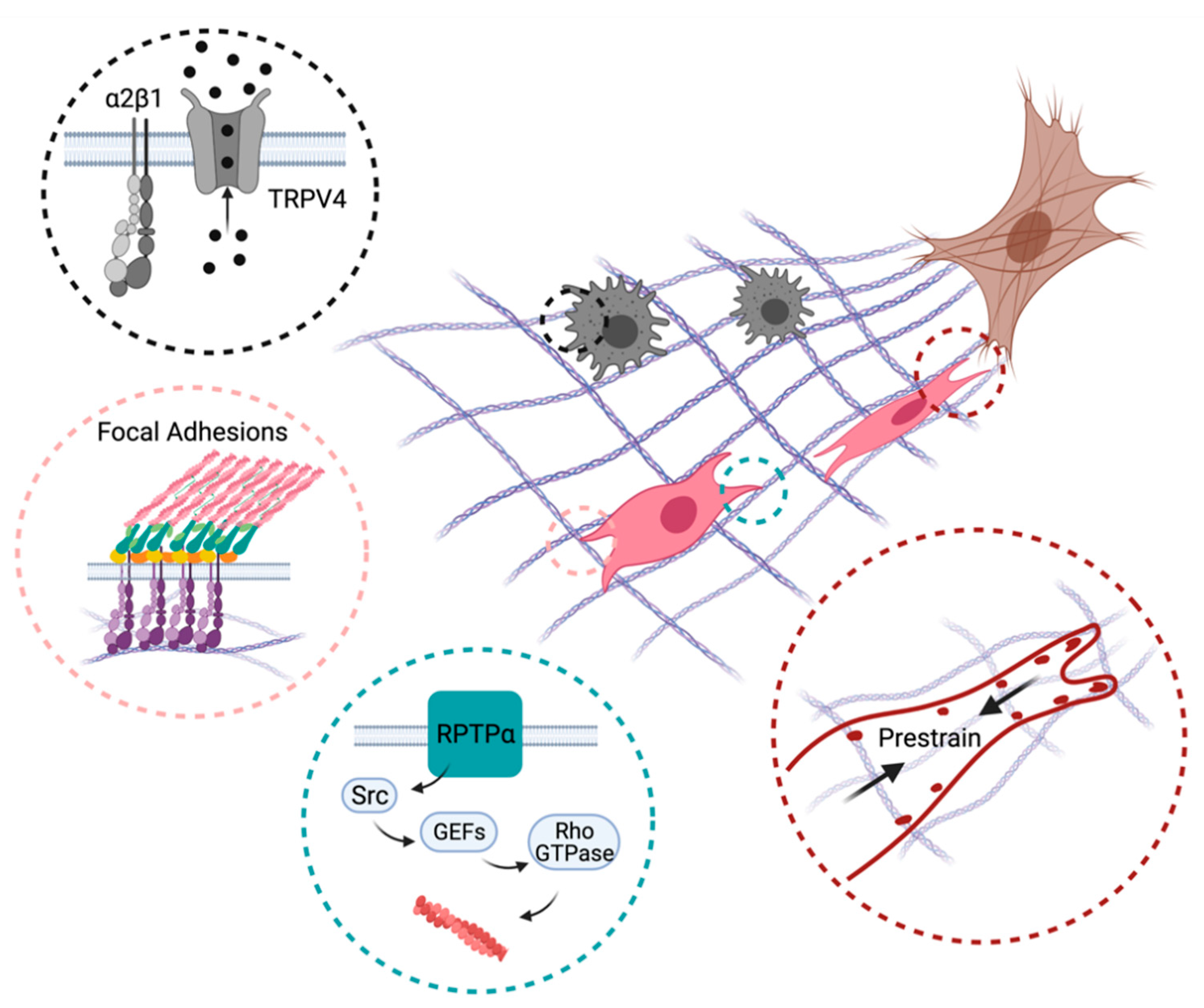 Cells 10 00994 g003 Cells 10 00994 g003