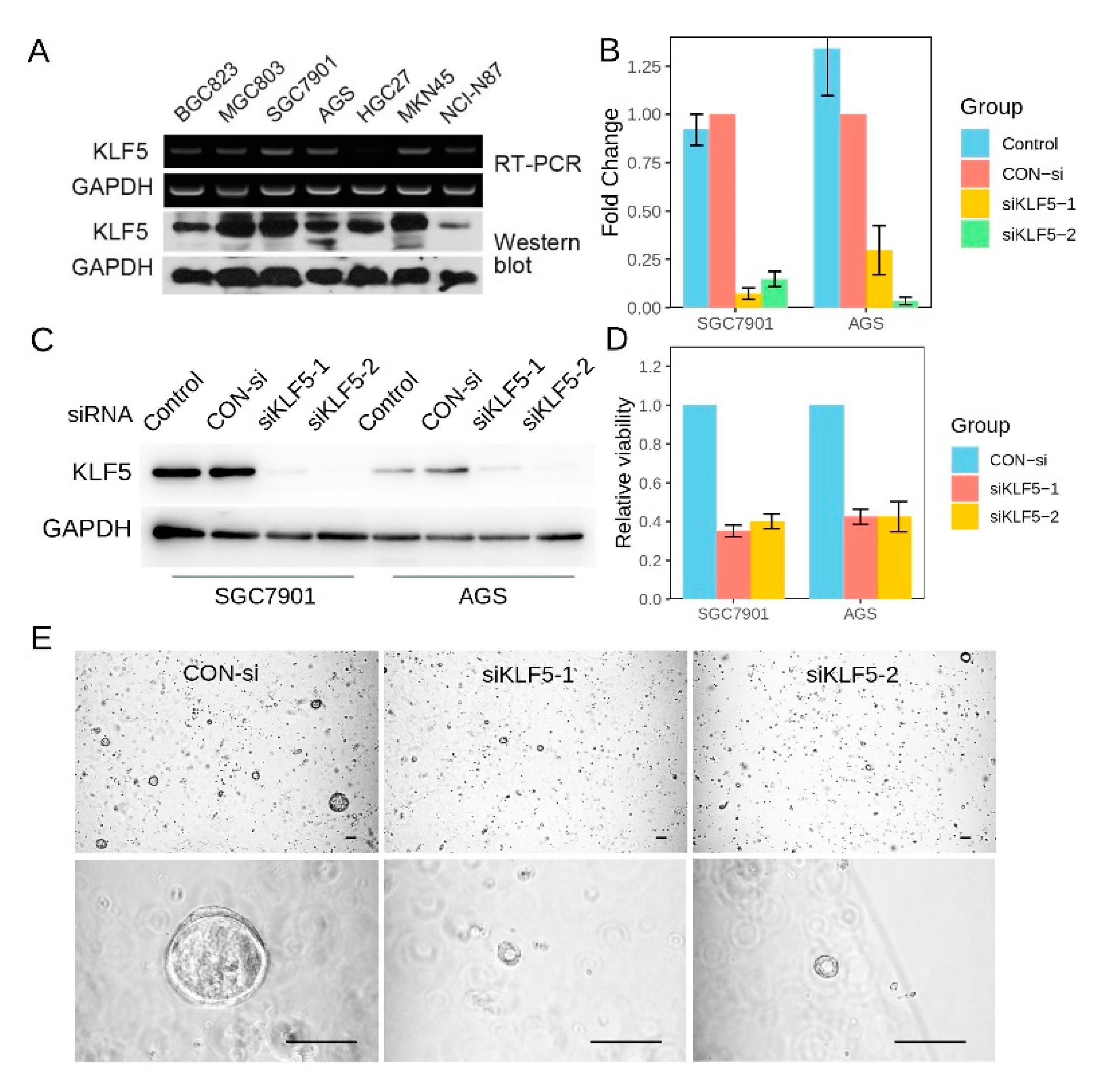Cells 10 01002 g008 Cells 10 01002 g008