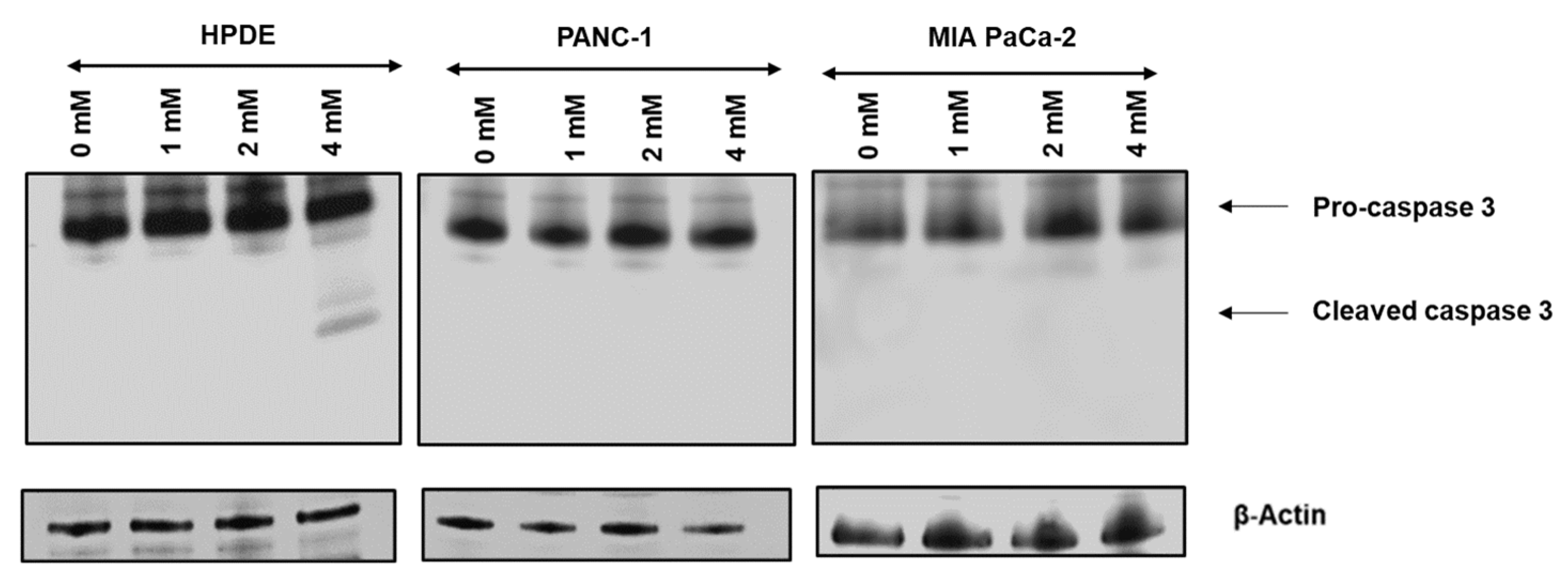 Cells Free Full Text Proteomic Investigation Of Glyceraldehyde