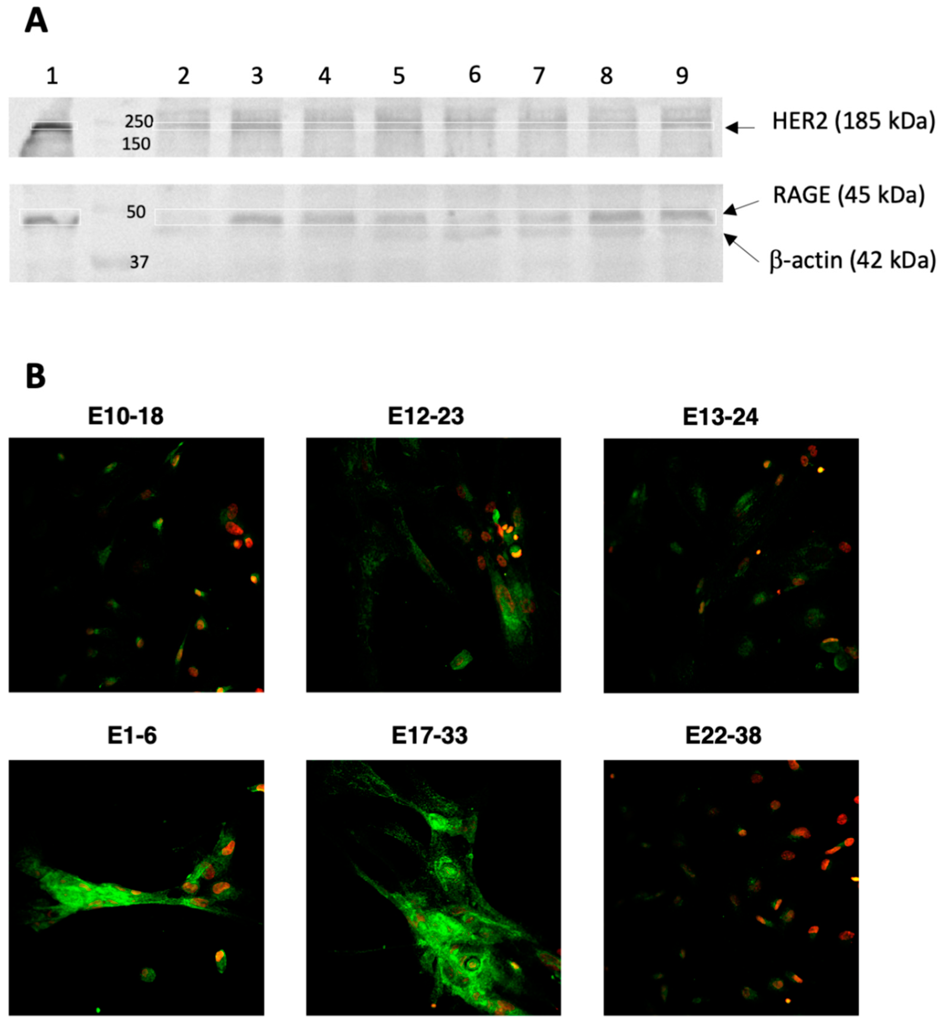 Cells 10 01013 g005 Cells 10 01013 g005