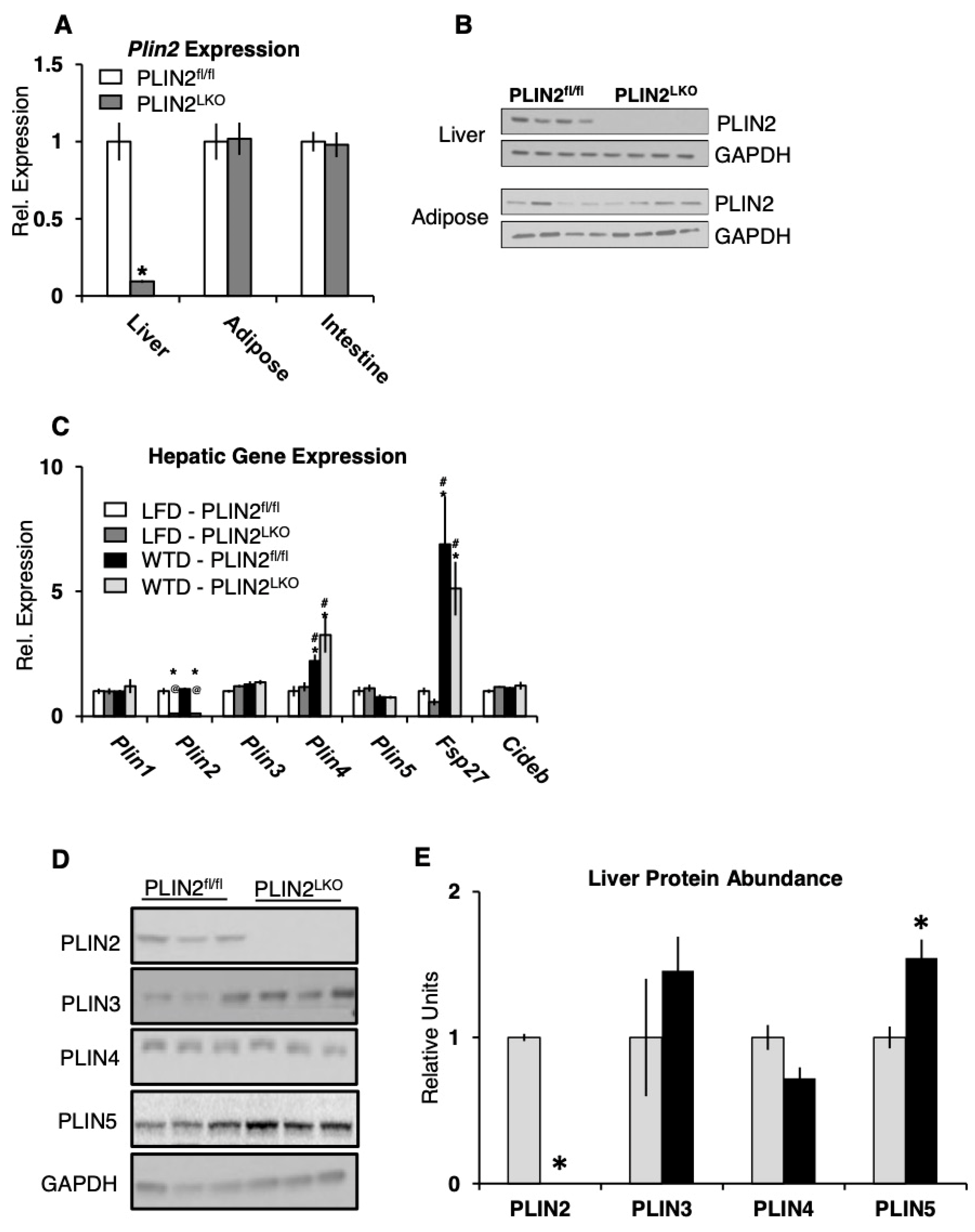 Cells 10 01016 g001 Cells 10 01016 g001