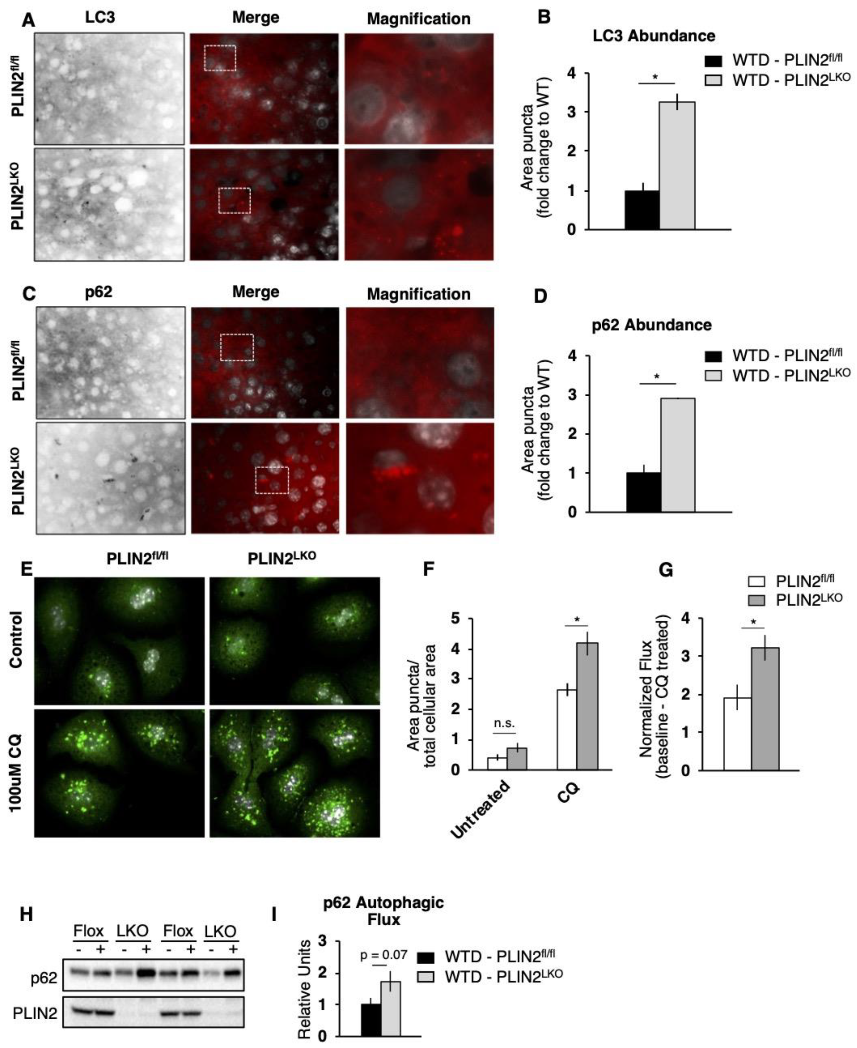 Cells 10 01016 g004 Cells 10 01016 g004